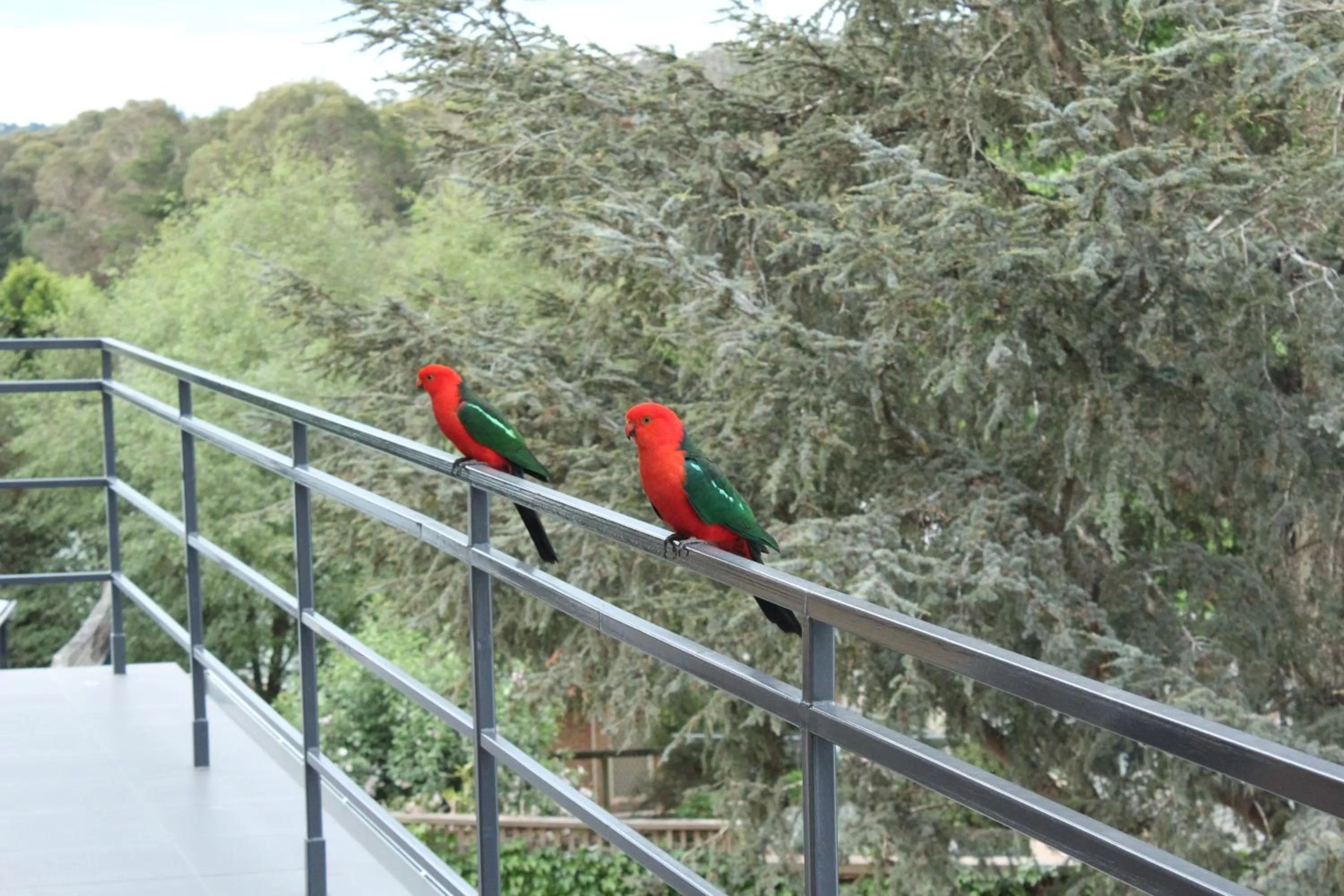 Animals, Other Animals in Bundanoon Lodge