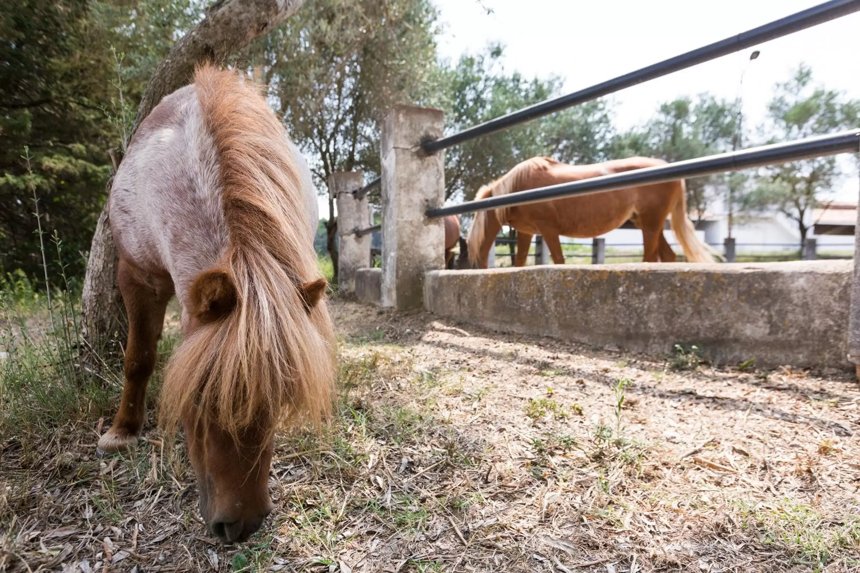 Animals, Other Animals in Masia Can Rovira - ESC1852