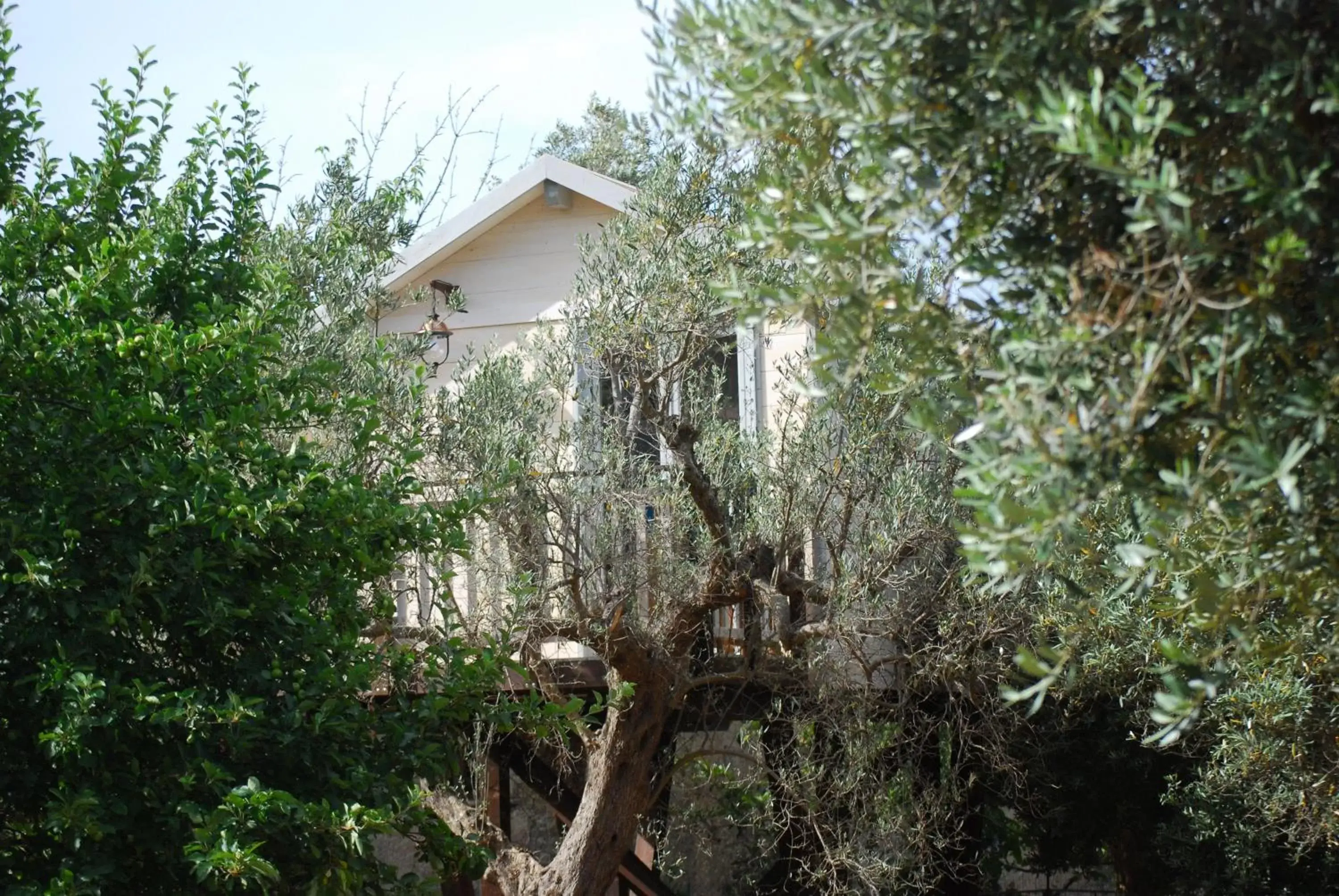Property Building in Palazzo Conforti Tree House Resort