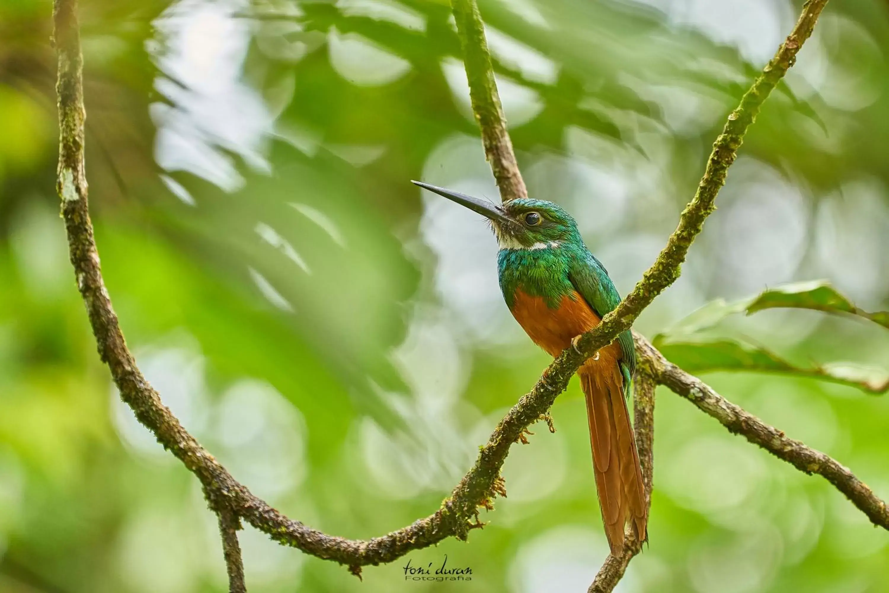 Other Animals in Birds & Breakfast Costa Rica