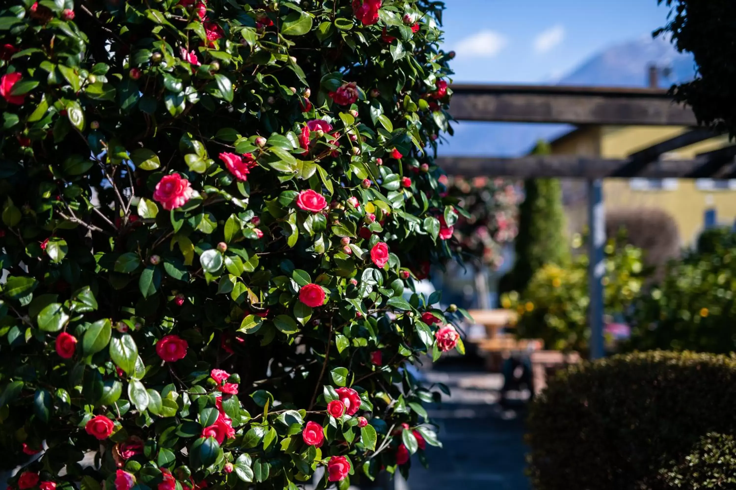 Garden, Property Building in Hotel Mulino