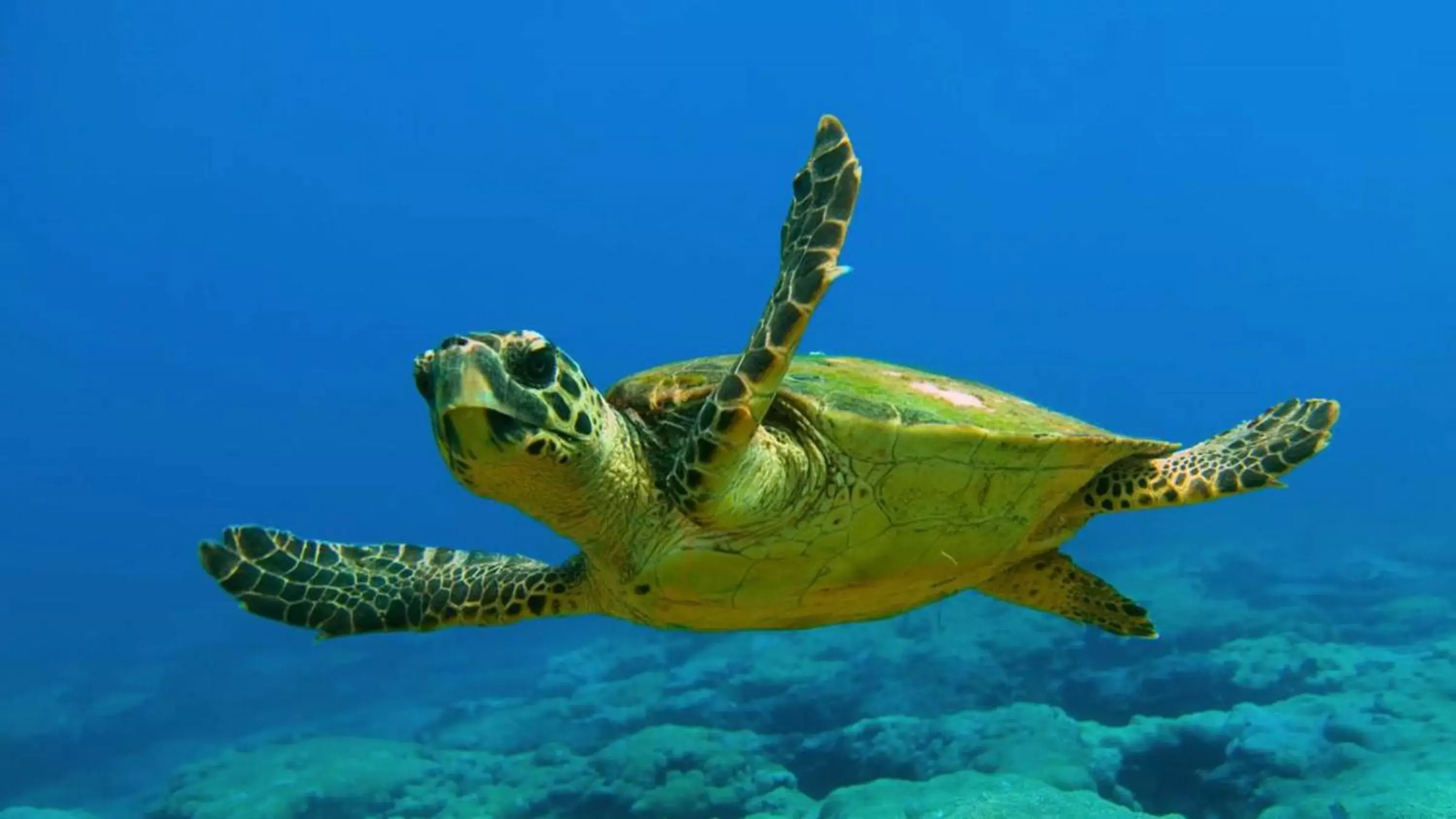 Beach, Other Animals in B&B Il Melograno Antico con Terrazza e Giardino