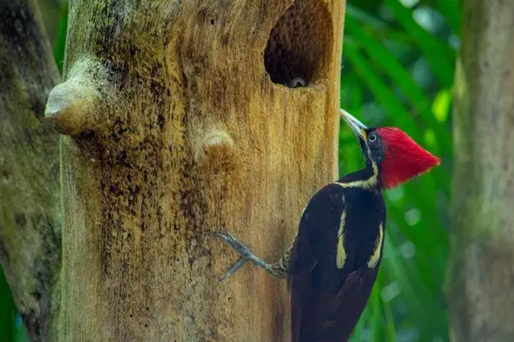 Garden, Other Animals in Villas Ecotucan