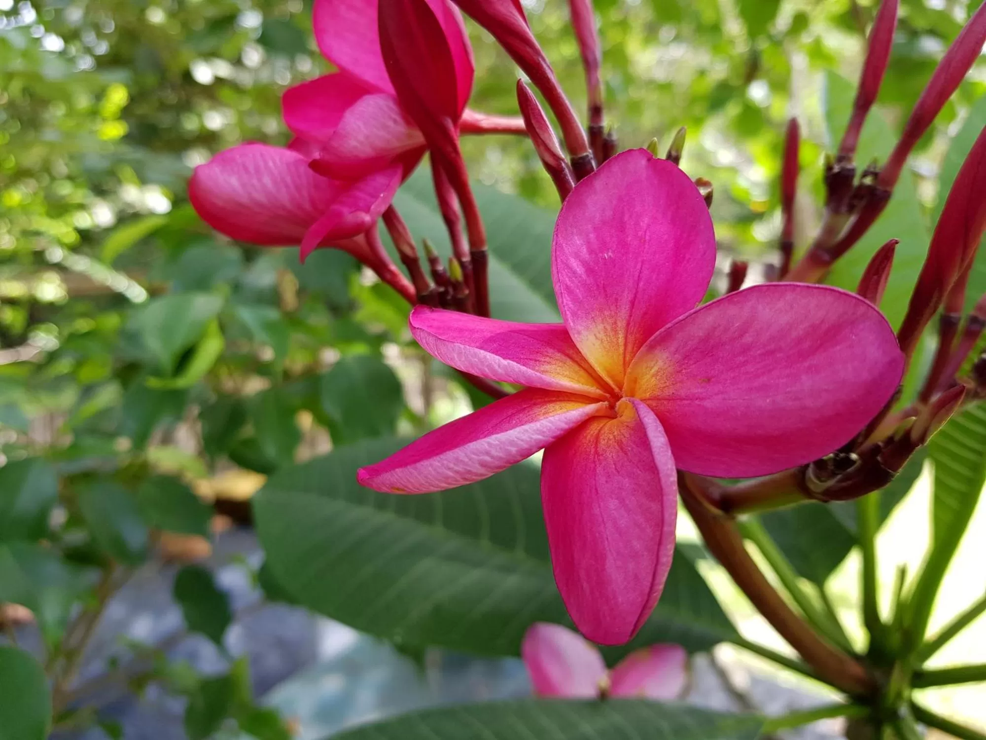 Garden in Pousada Vila Guyrá