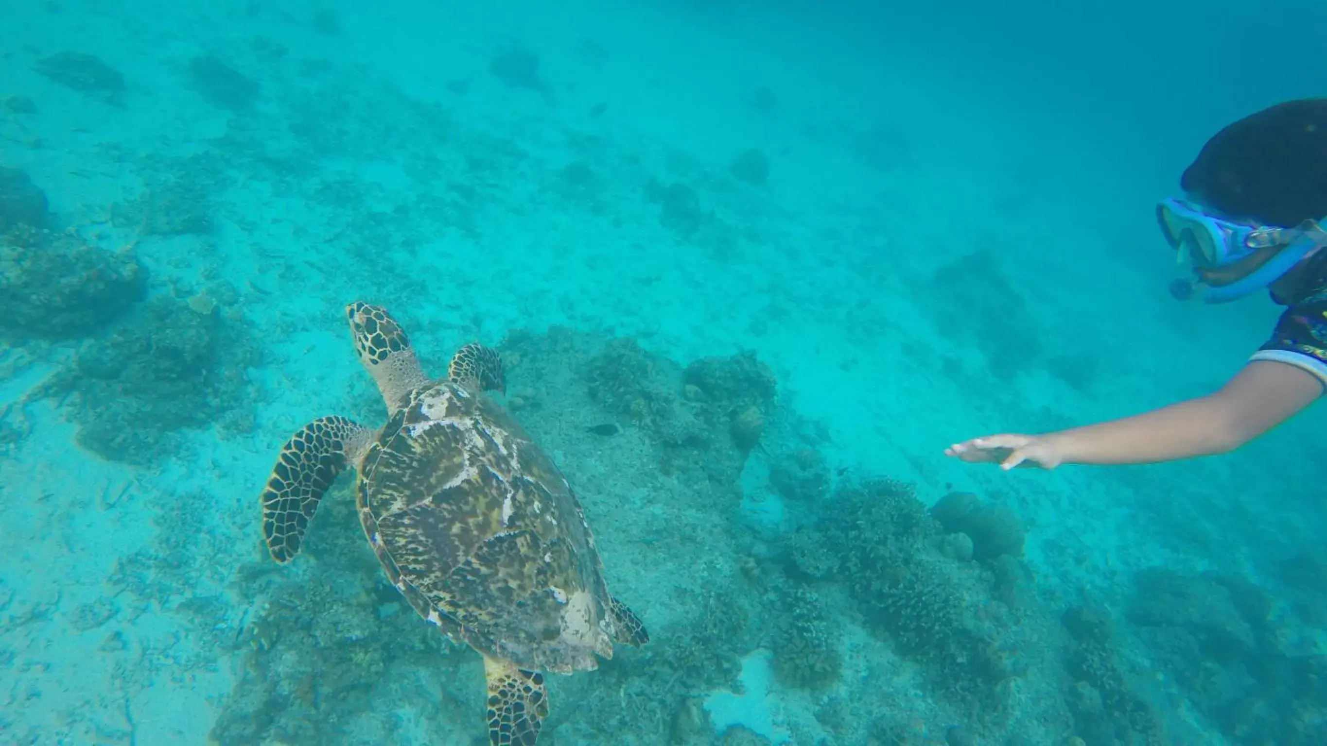 Snorkeling, Other Animals in Seri Resort Gili Meno - Adults Only