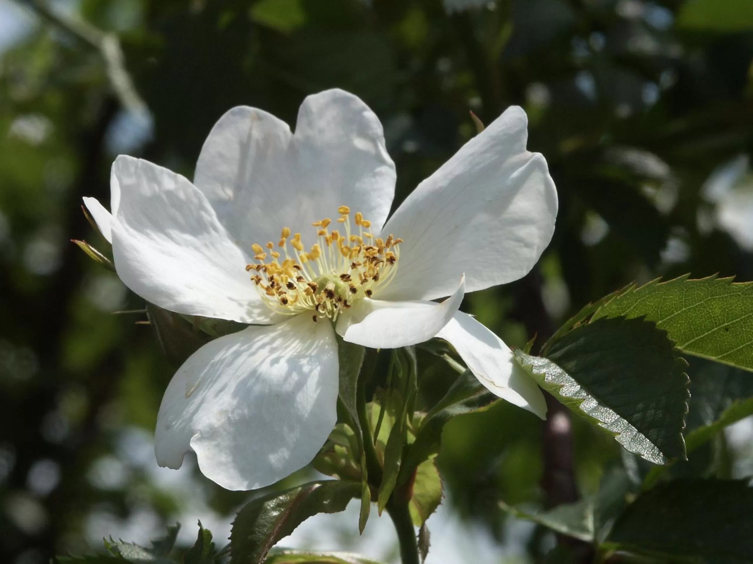 Garden in Good Rooms GmbH Guntramsdorf