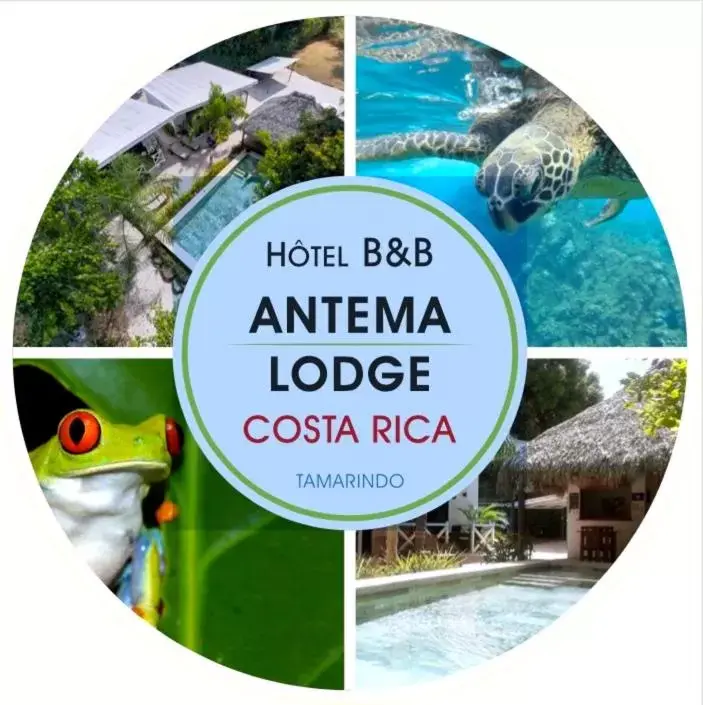 Antema Lodge Secteur Tamarindo, piscine, yoga, gym, jungle et paix