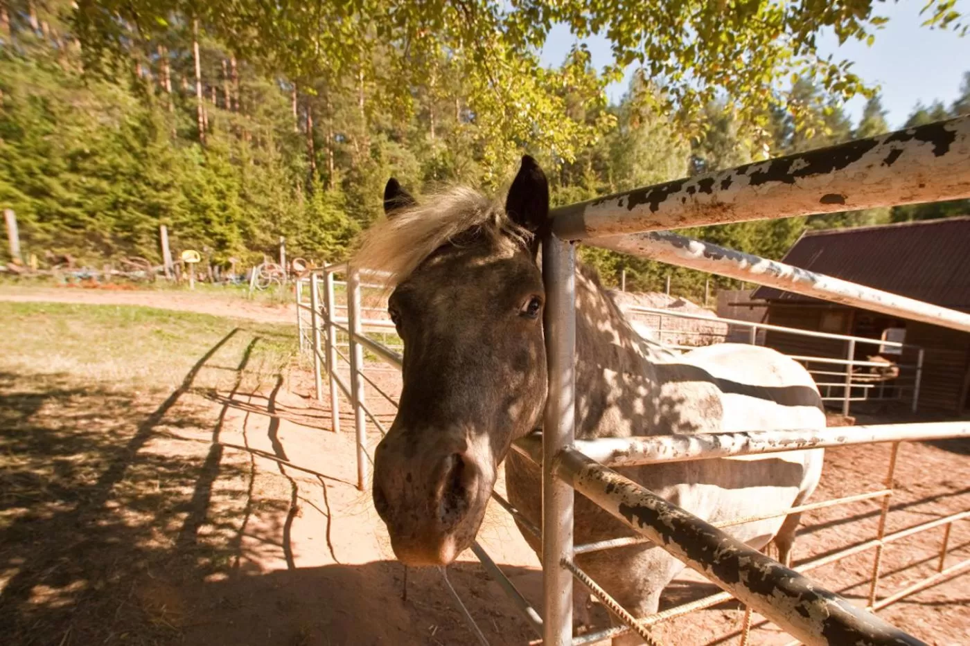 Animals in Ziołowa Dolina