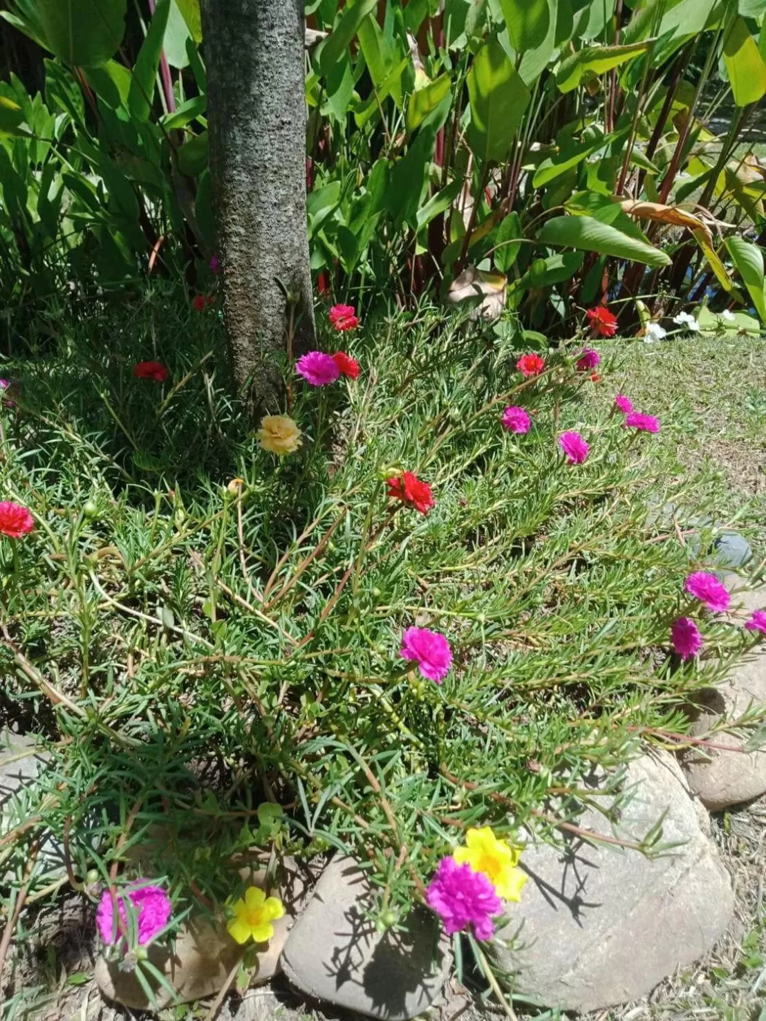 Garden view in Pura Vida Pai Resort