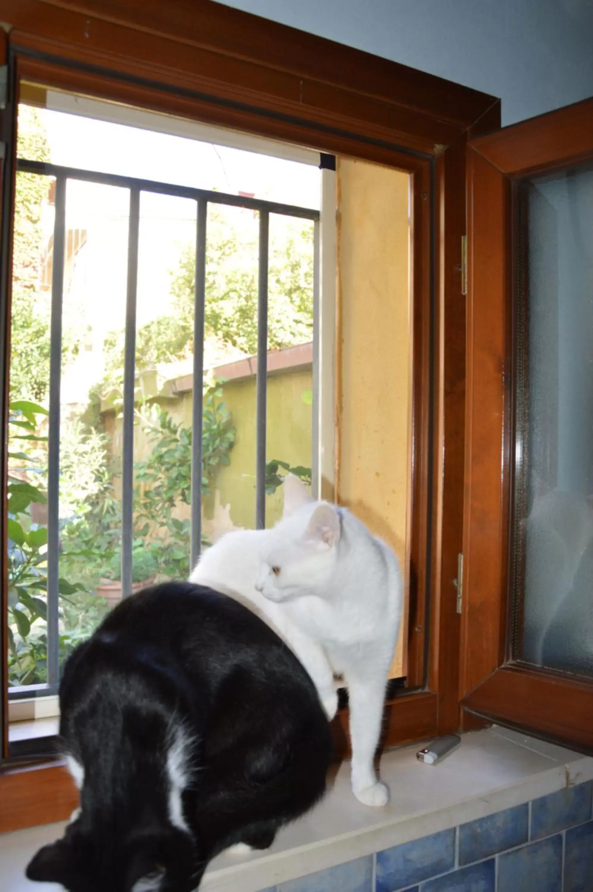 Pets, View in Arco Ubriaco