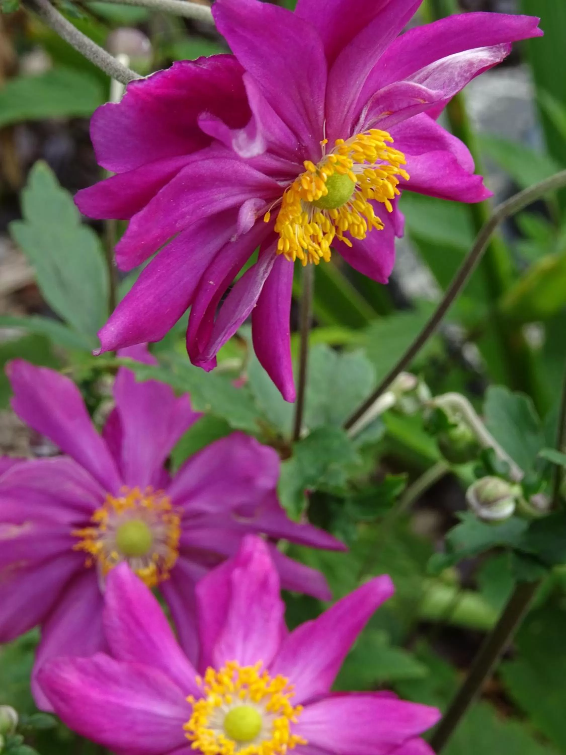 Garden in Wreecher Hof