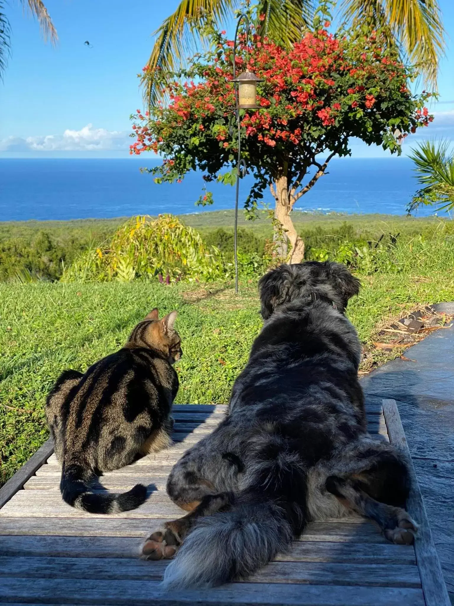 Pets in Kona Bayview Inn