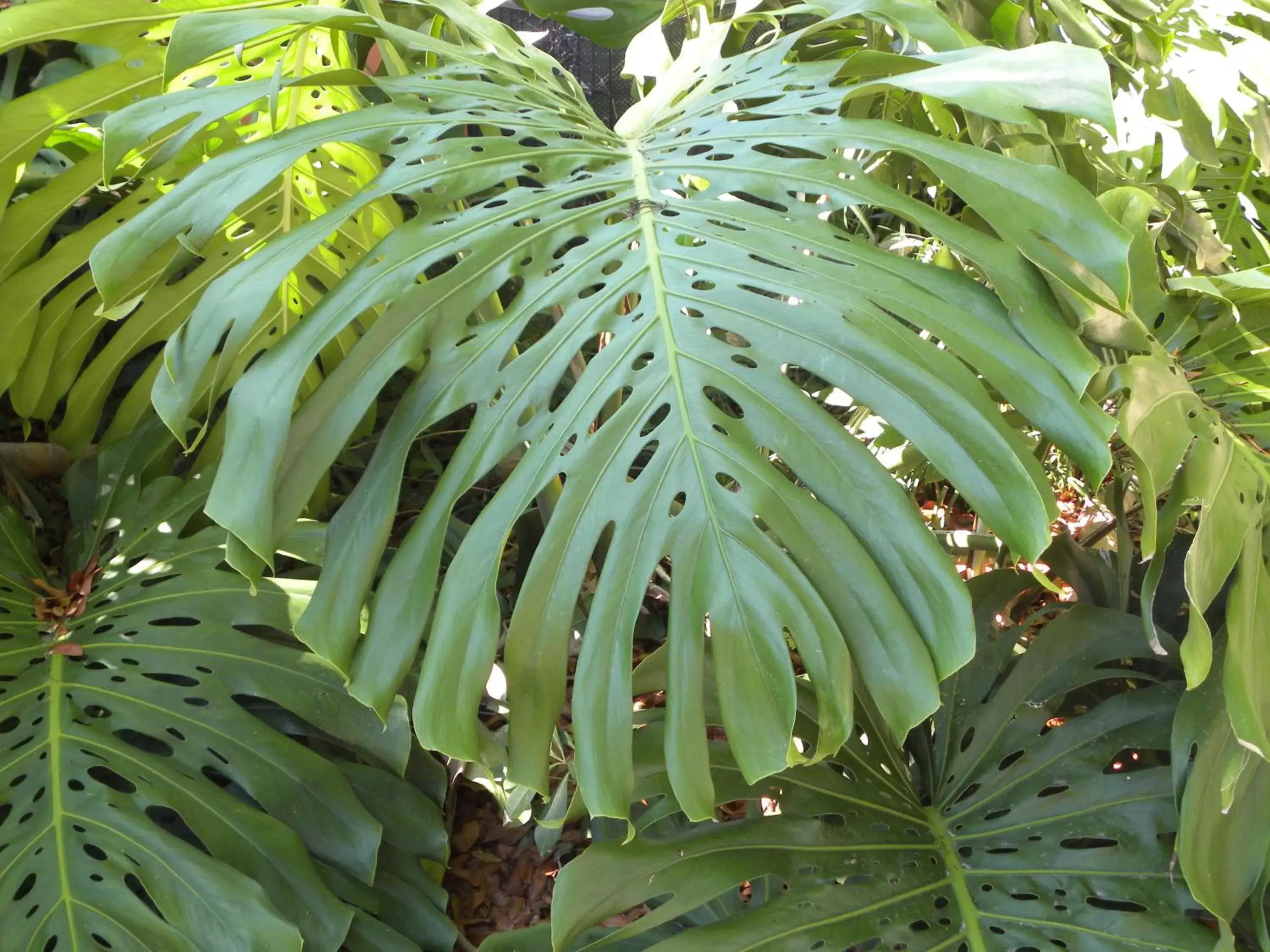 Garden in Rock Reef Resort