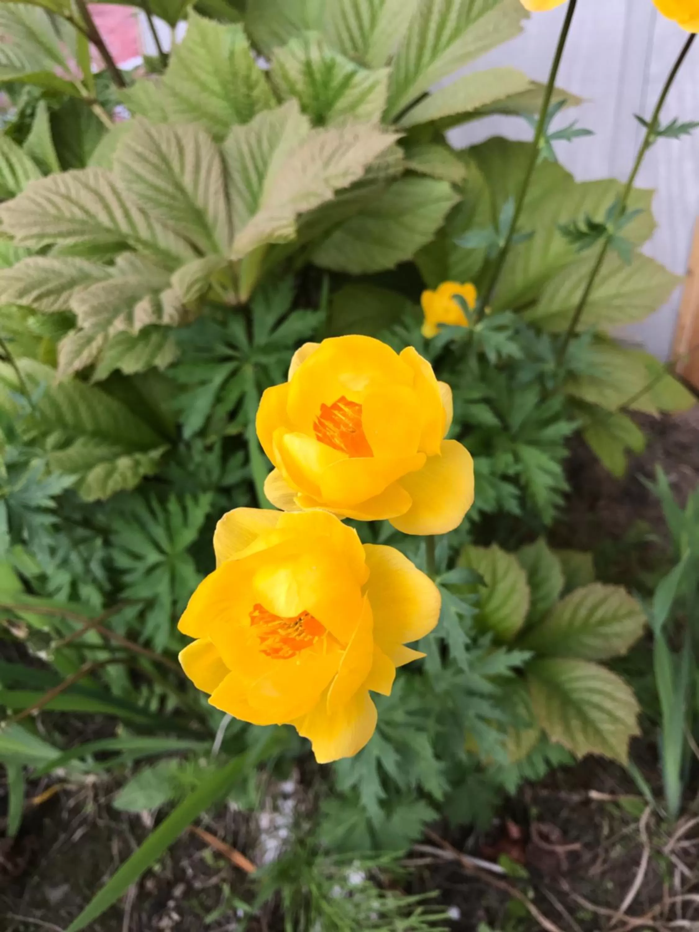 Garden in Halcyon Heights B&B/Inn