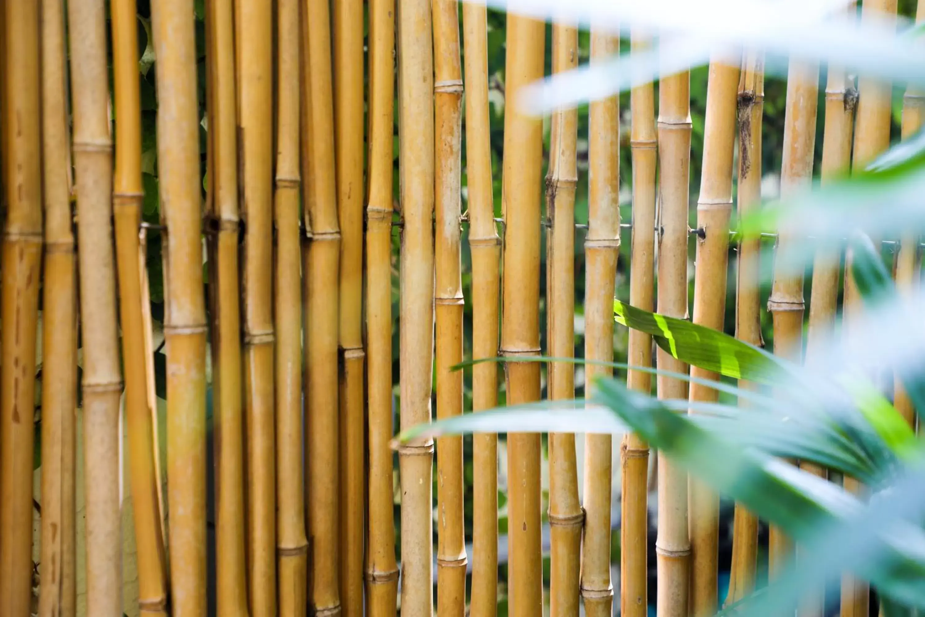 Garden in Almond Tree Inn - Adults Only Garden in Almond Tree Inn - Adults Only