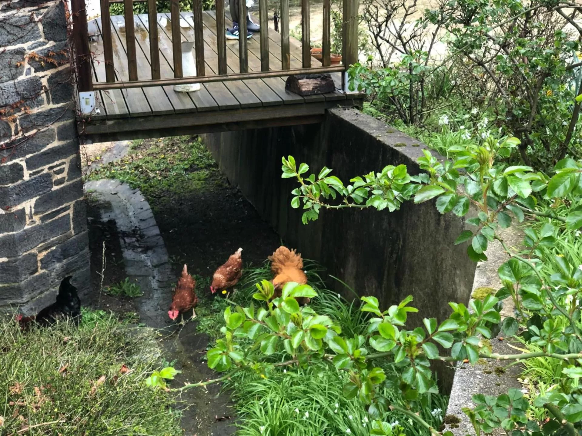 Other Animals in Chambres d'hôtes Manoir Ker-Huella