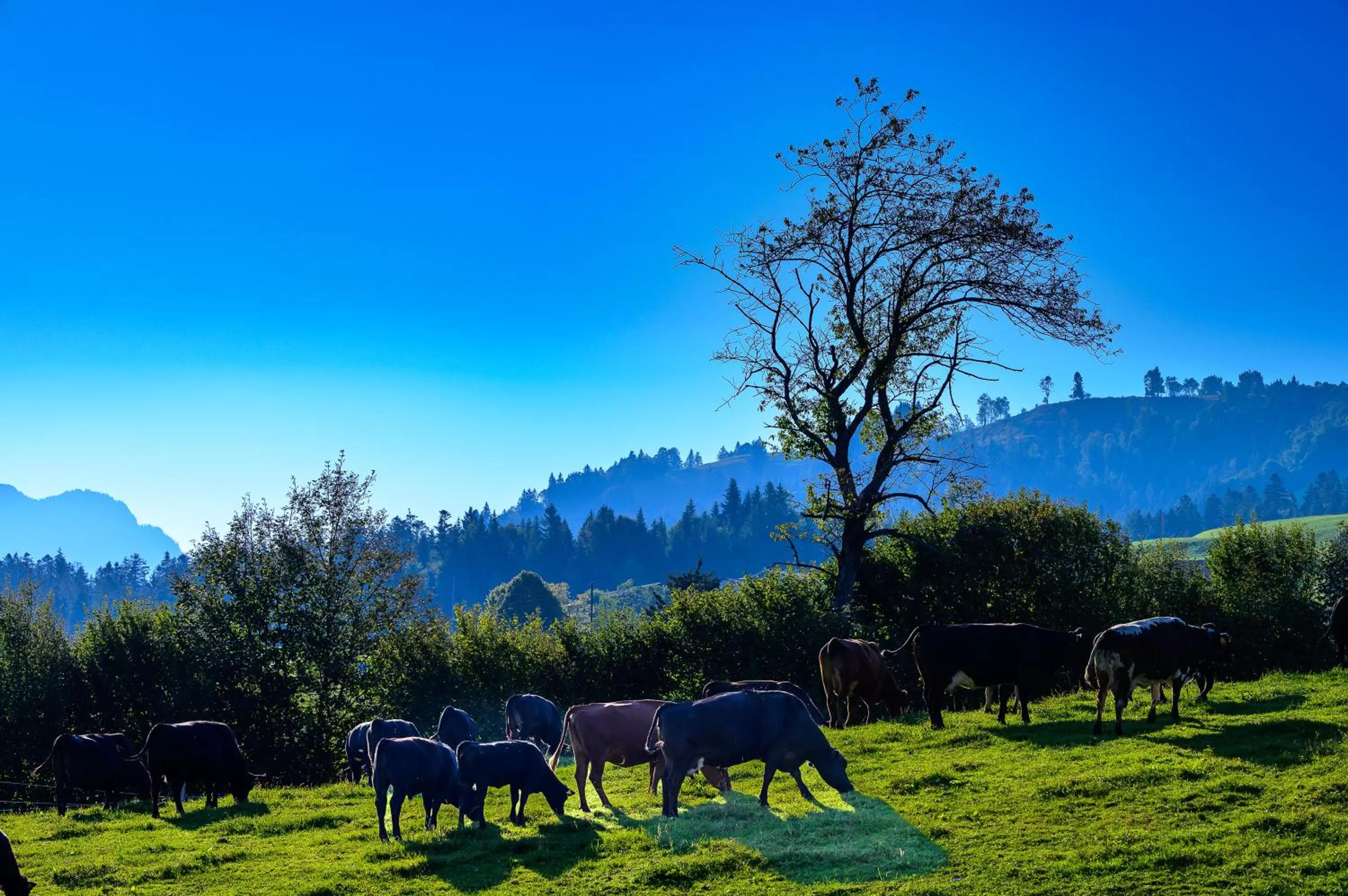 Animals in B&B Hof Grosschreie