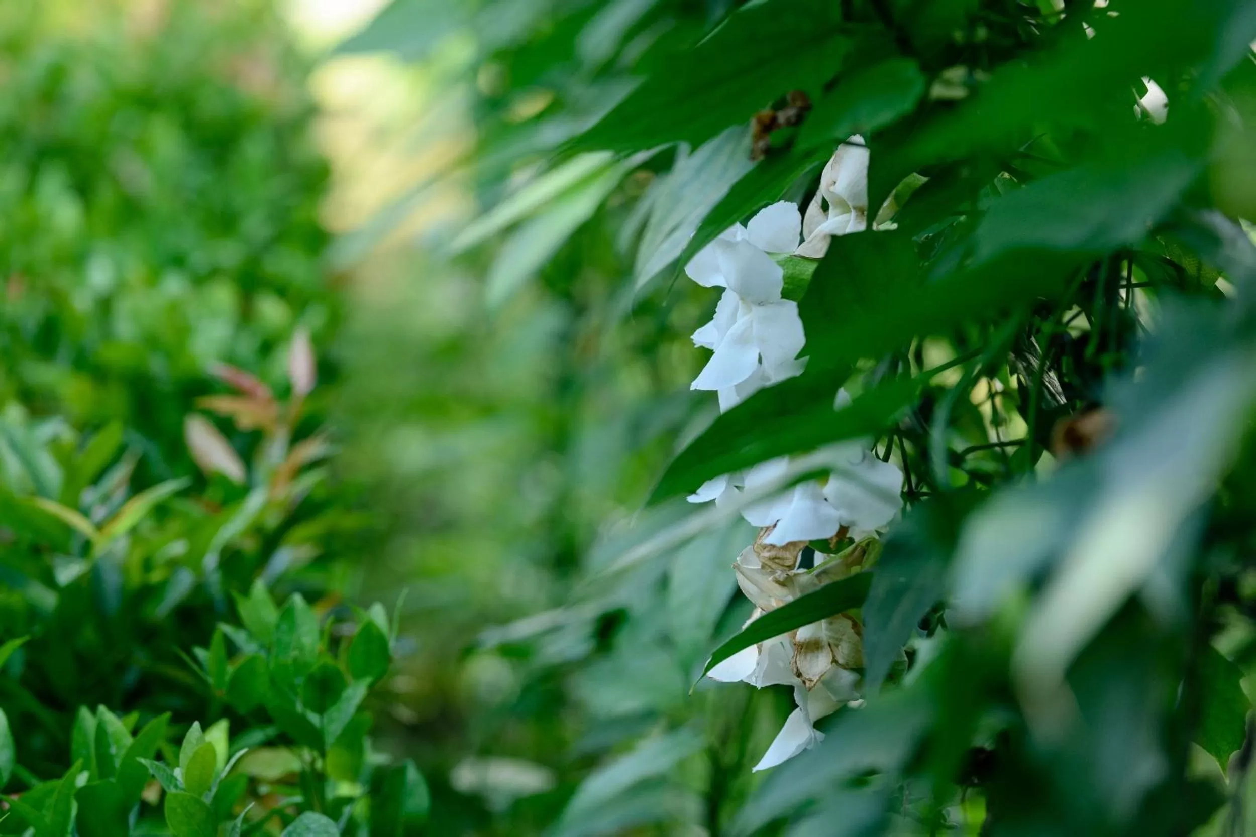 Aryana Boutique Hotel