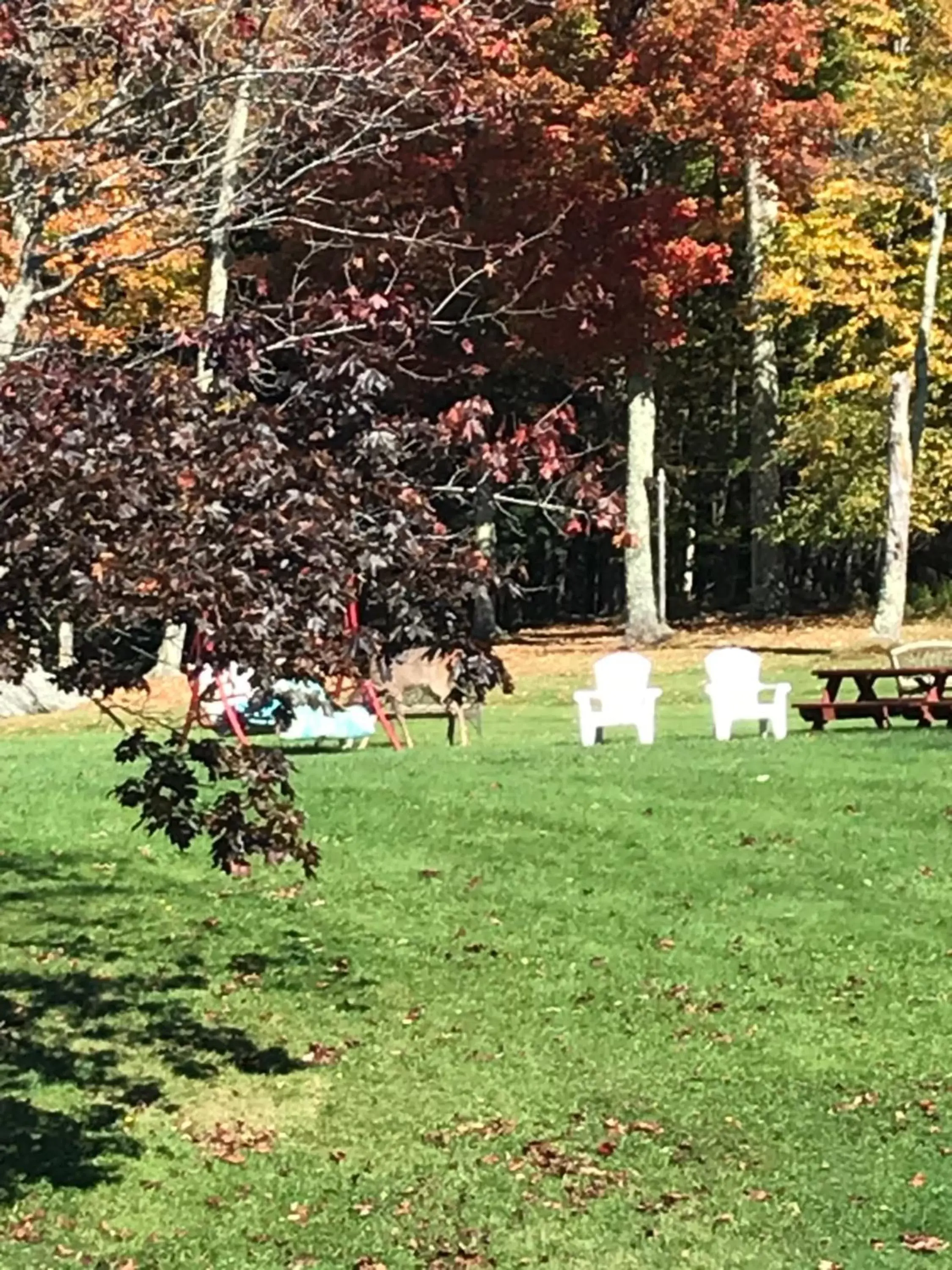 Garden in The Sunview Motel