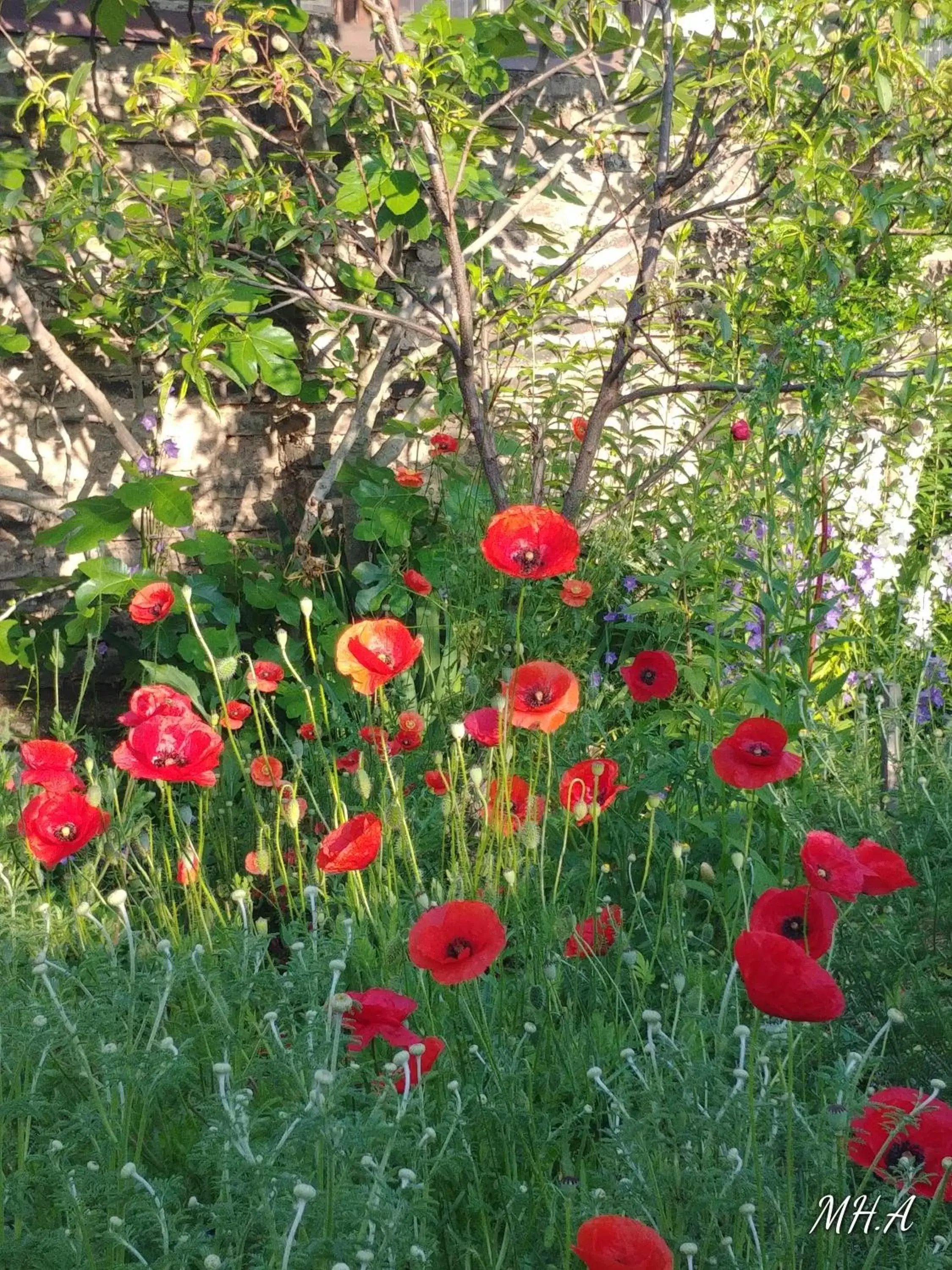 Garden in Au jardin de la Maison des Soeurs