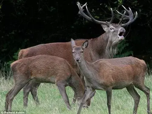 Animals, Other Animals in The Stables - Deer Park Farm