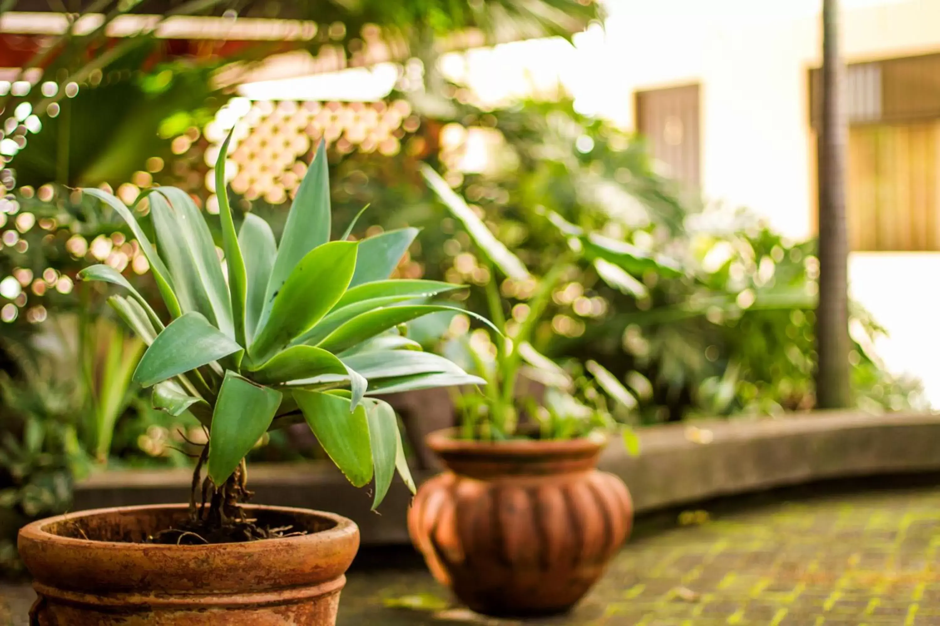 Garden in La Riviera Hotel