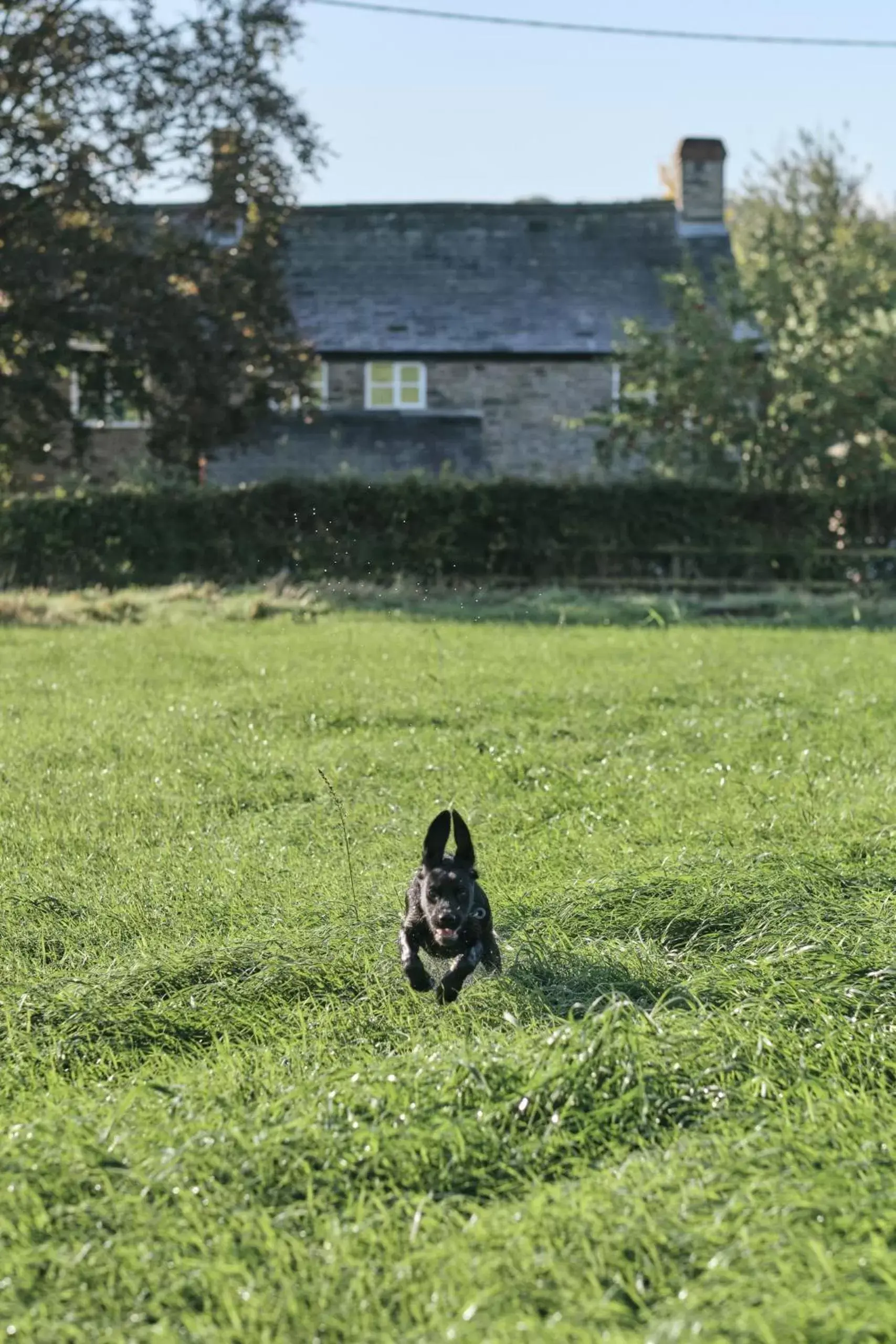 Neighbourhood, Other Animals in The Agents House, Bed & Breakfast