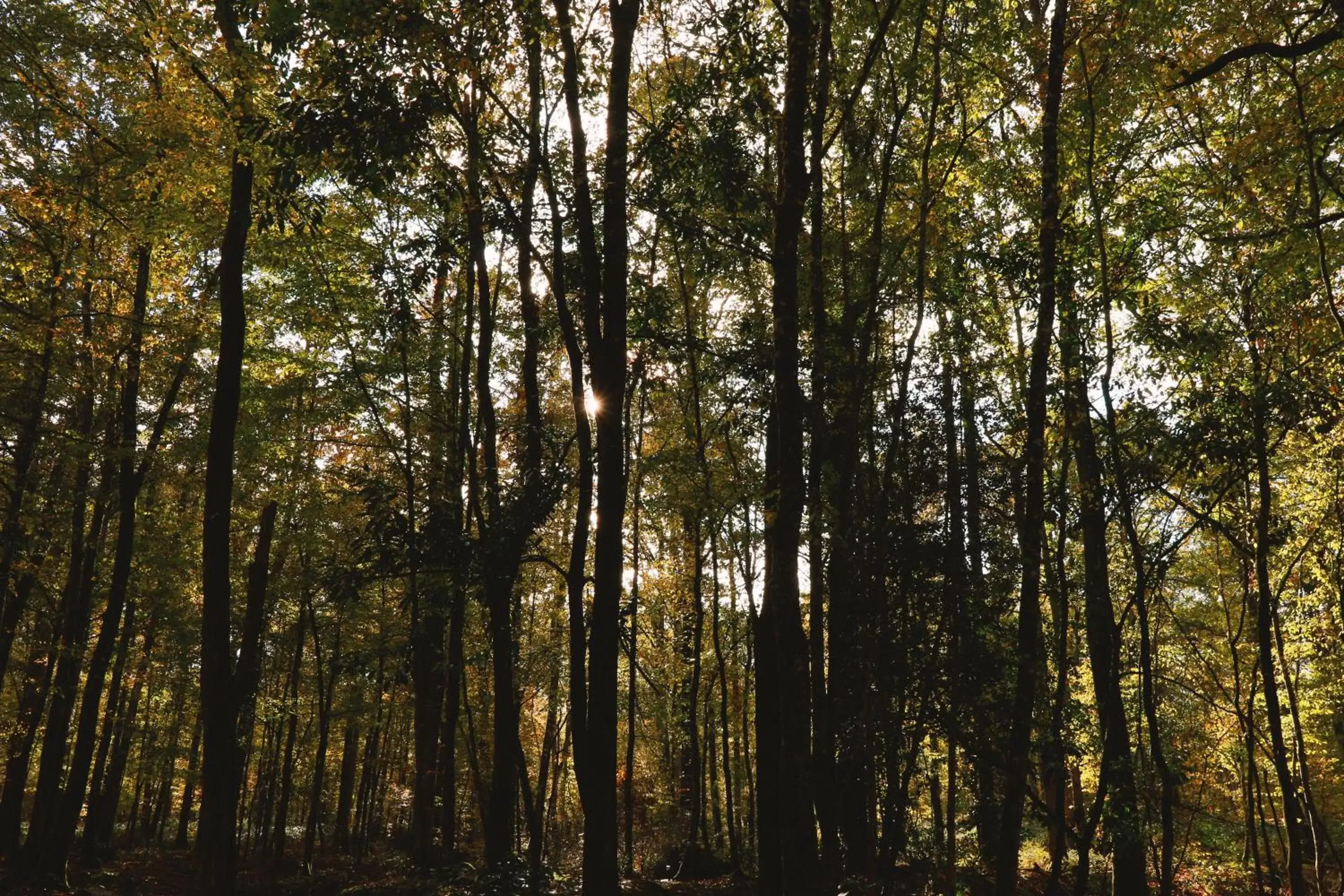 Natural landscape in Loire Valley Lodges - Hotel