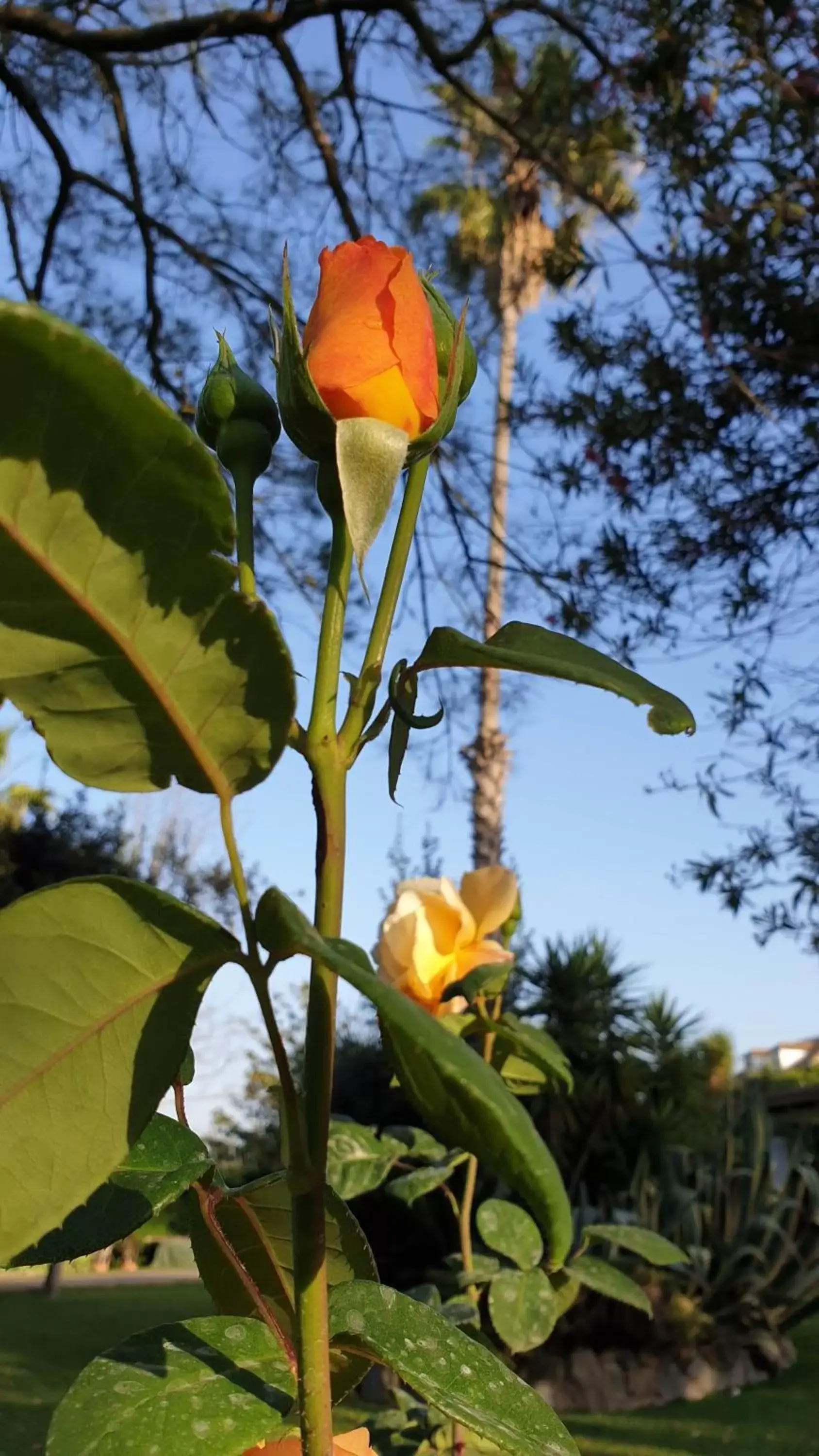 Garden in La Casa del Torreón