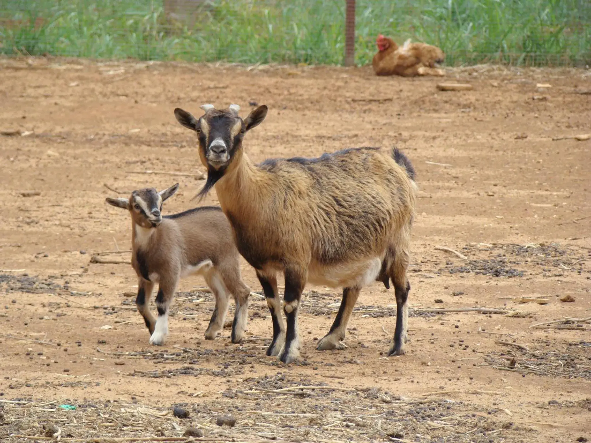 Pets, Other Animals in Case Di Latomie