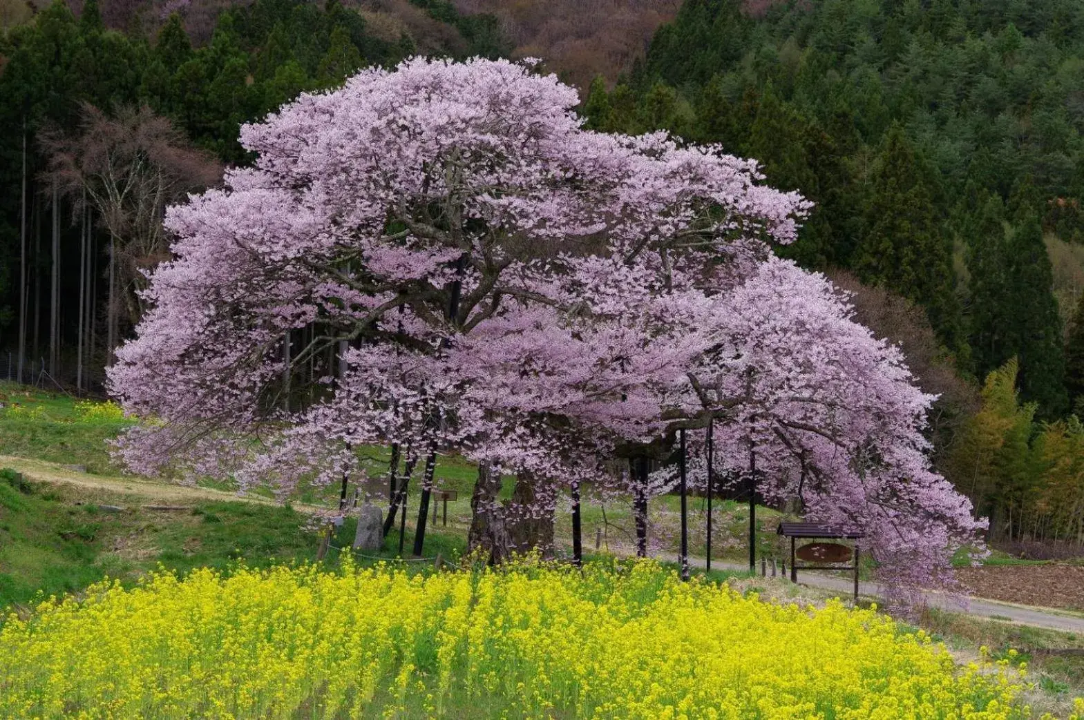 Spring in Ryokan Warabino