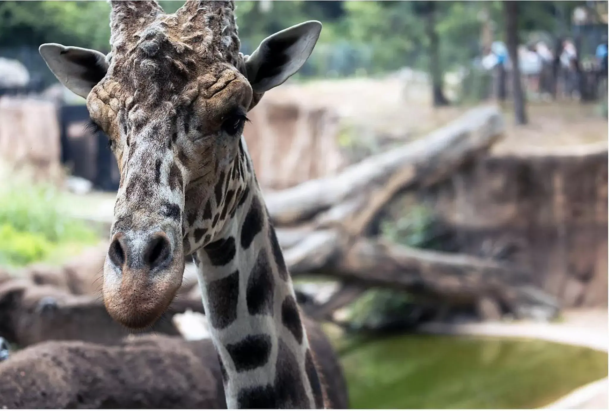 Nearby landmark, Other Animals in Holiday Inn Garland, an IHG Hotel