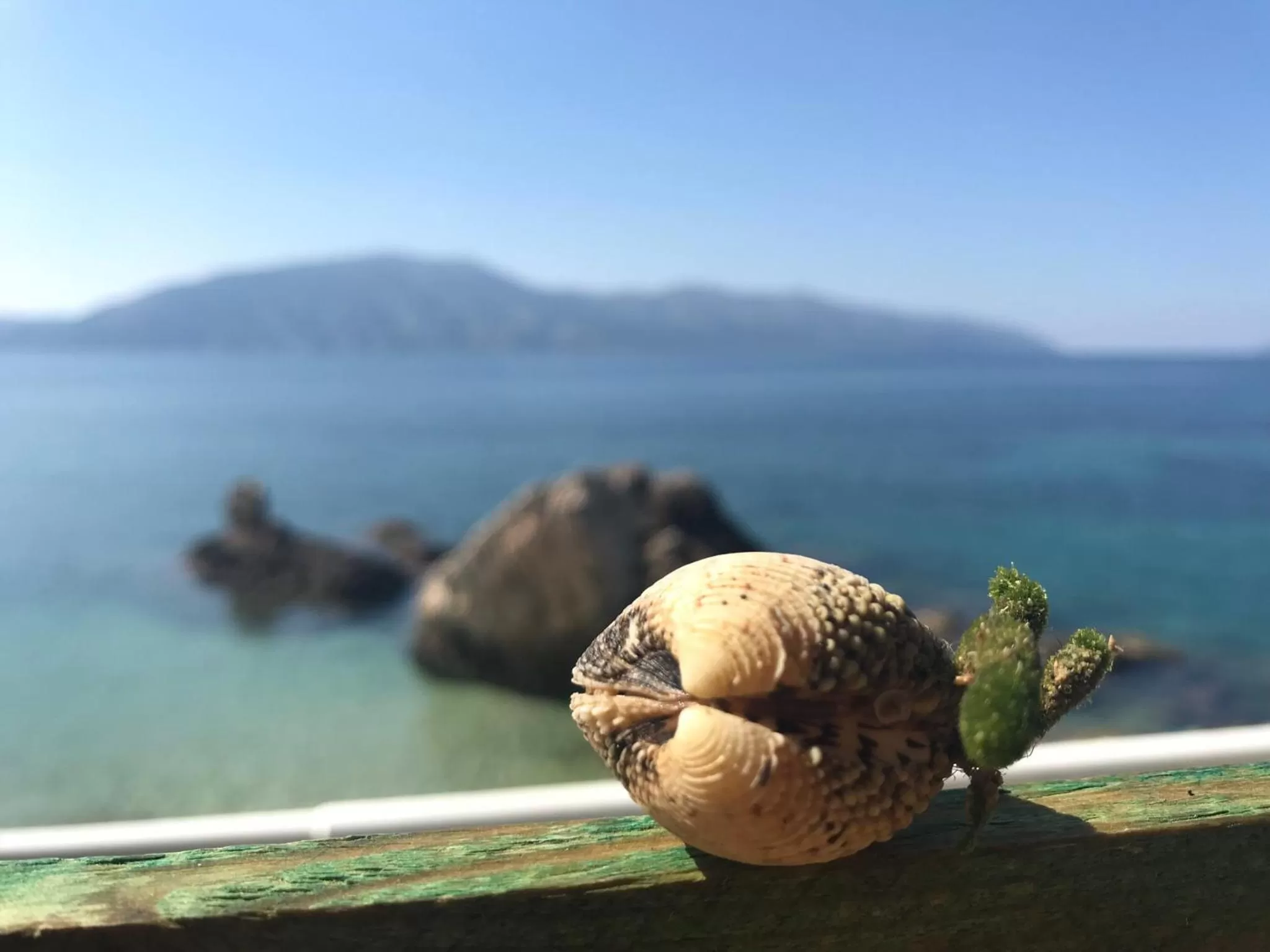 Other Animals in Vila Rahmi & Veli Dervishaj