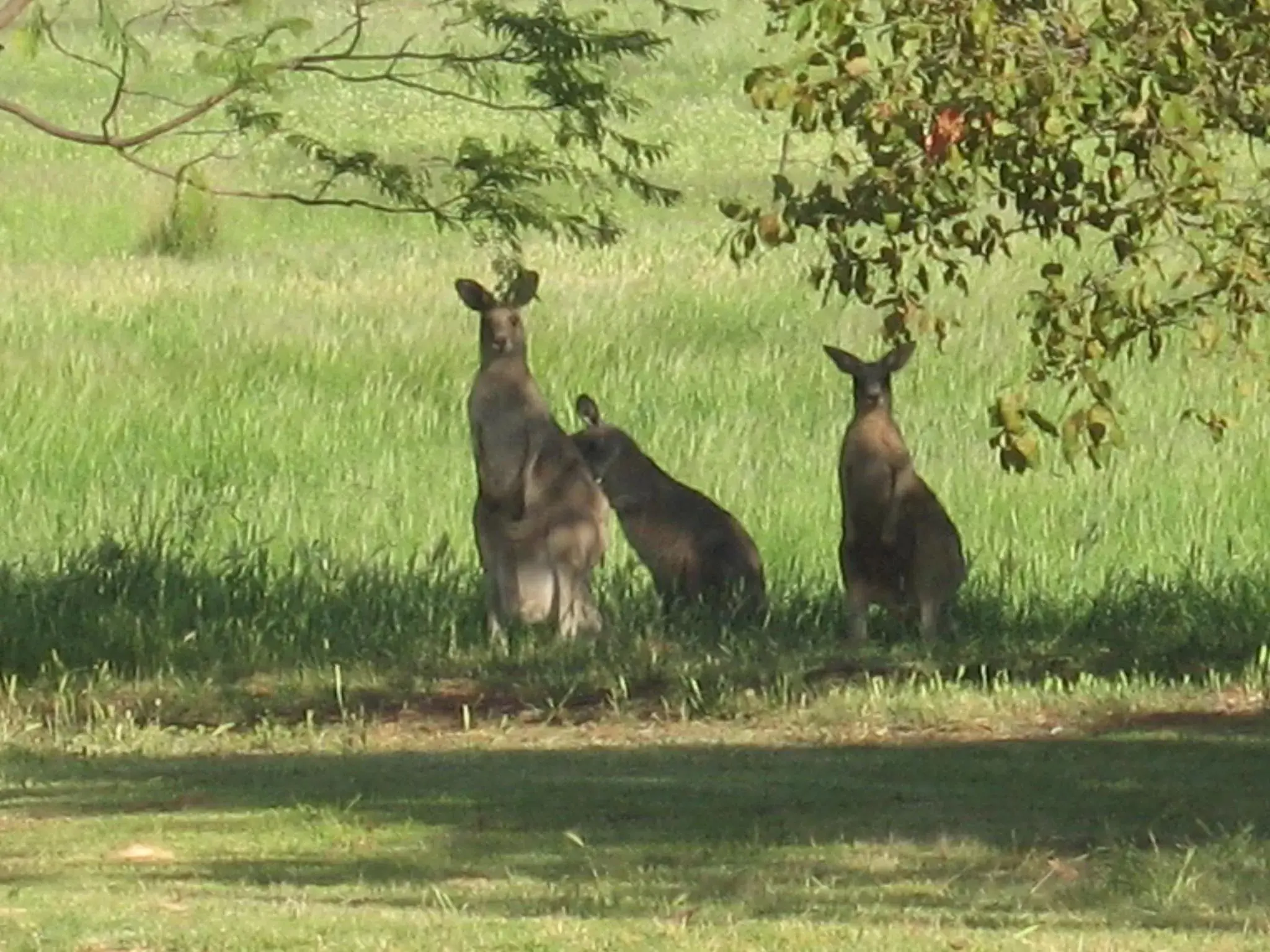 Animals, Other Animals in Pericoe Retreat