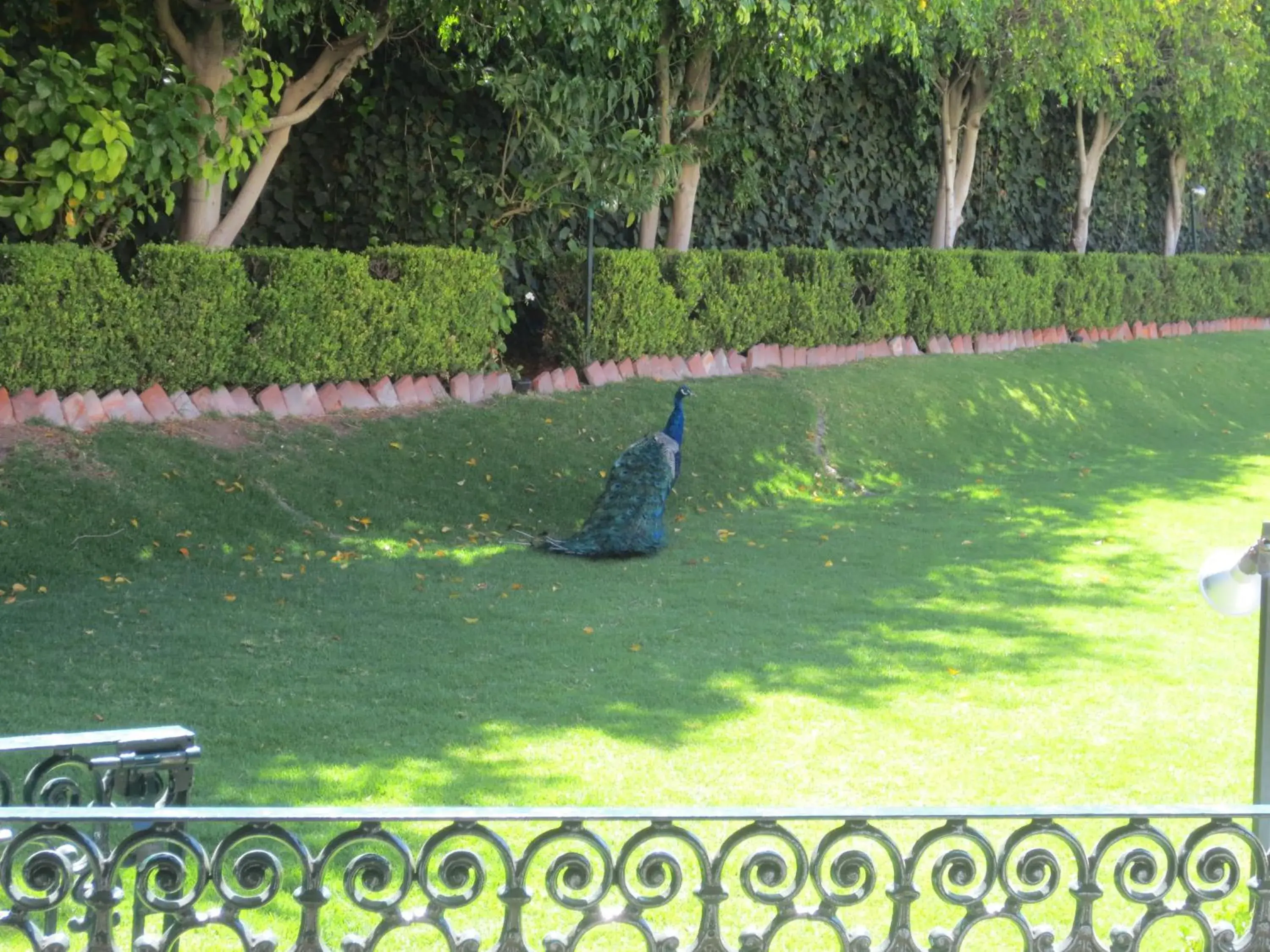 Animals, Other Animals in Gran Hotel Hacienda De La Noria