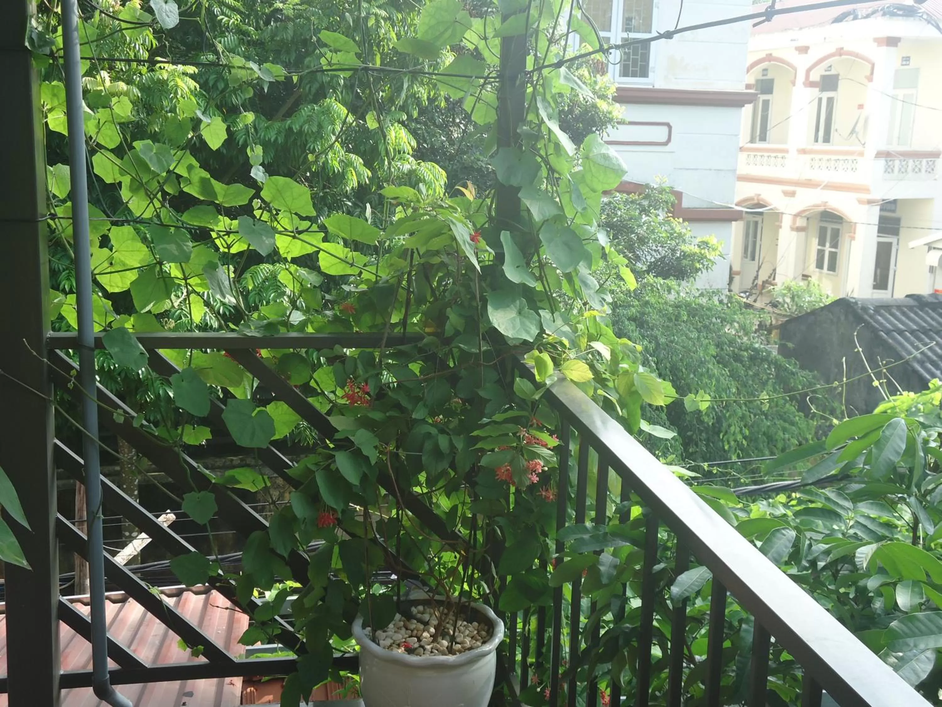 Balcony/Terrace in Green Space Homestay
