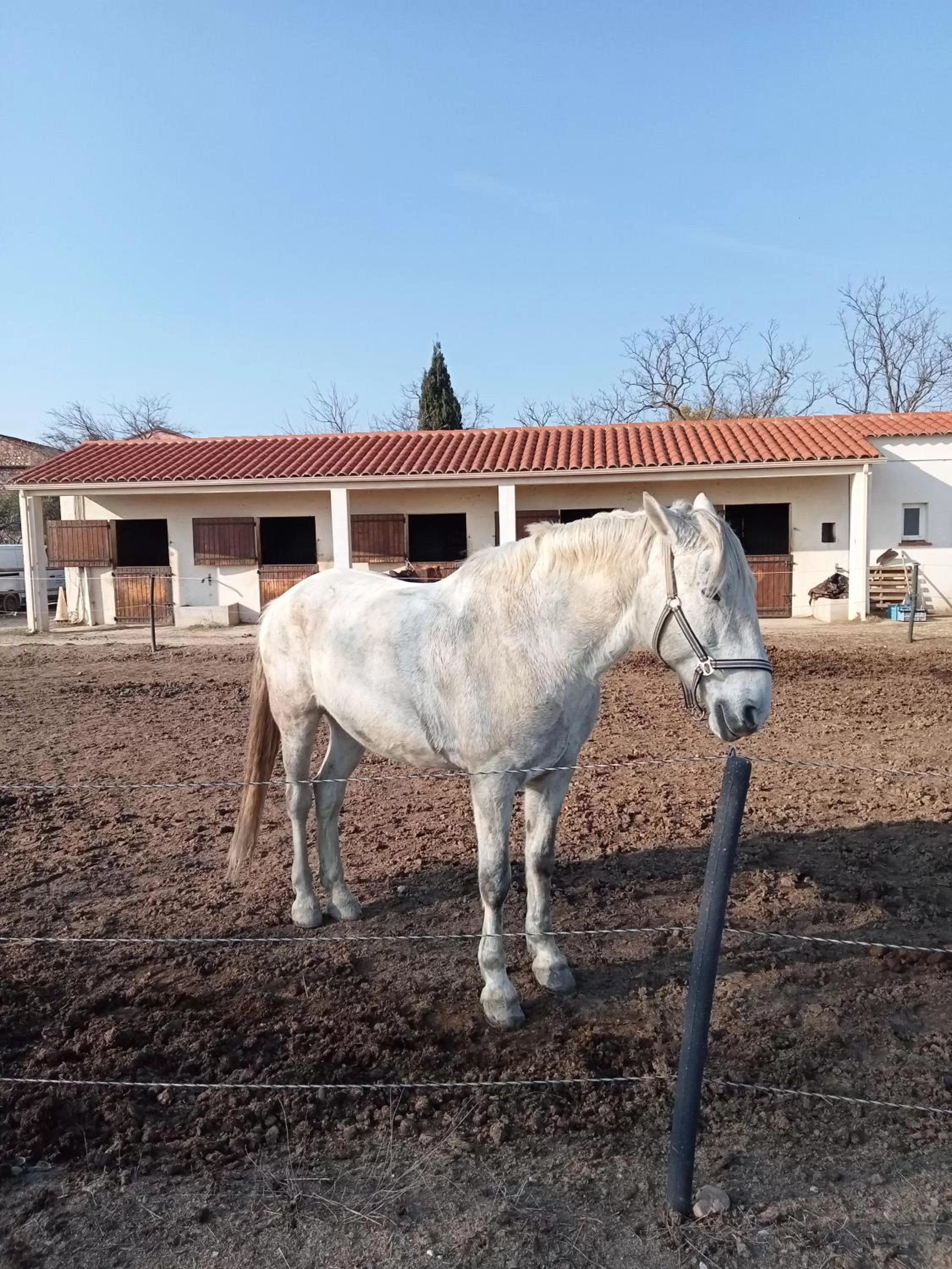 Fishing, Other Animals in Mas Palegry Suite avec vue sur jardin