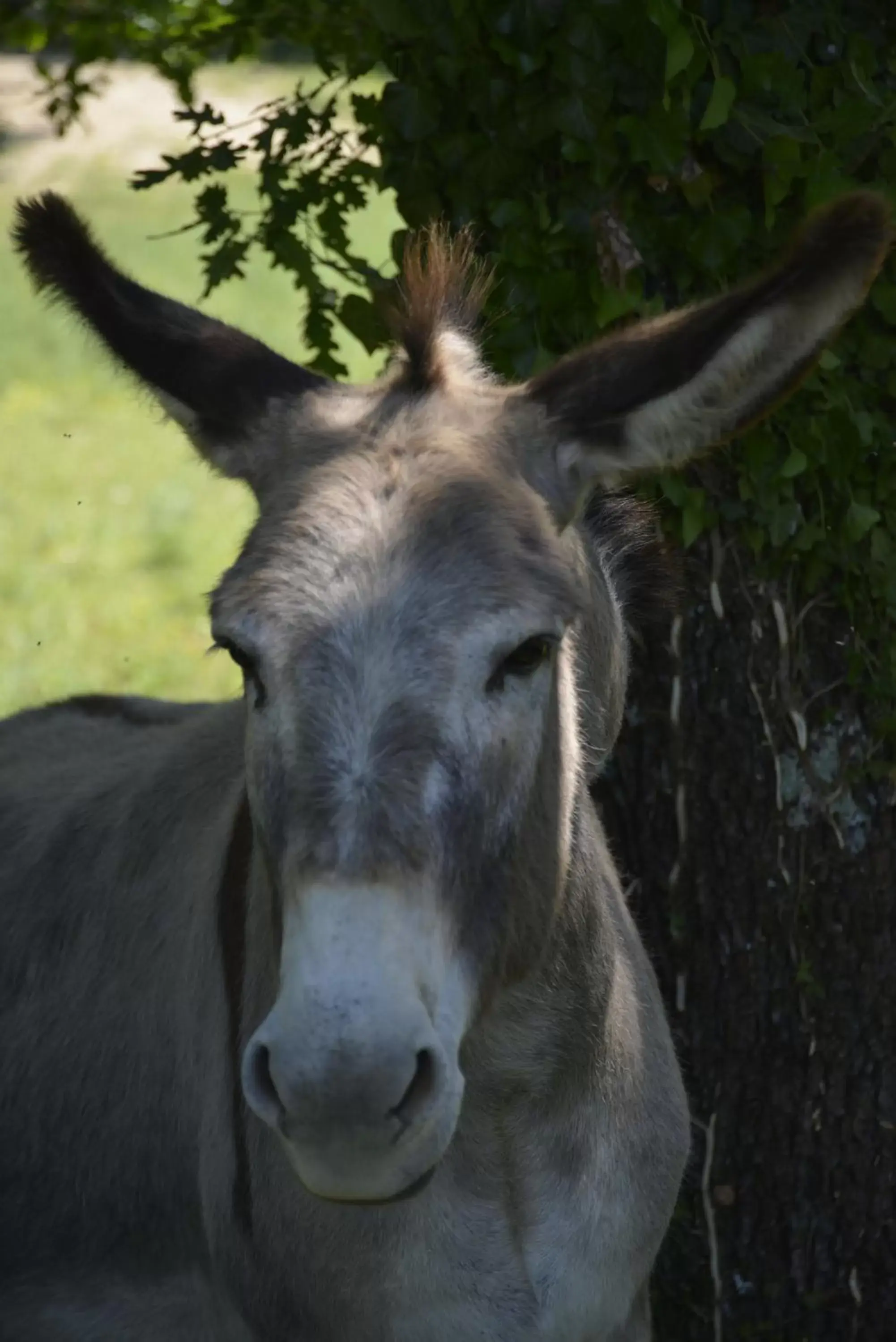 Animals, Other Animals in Hotel Le Mas de Rivet