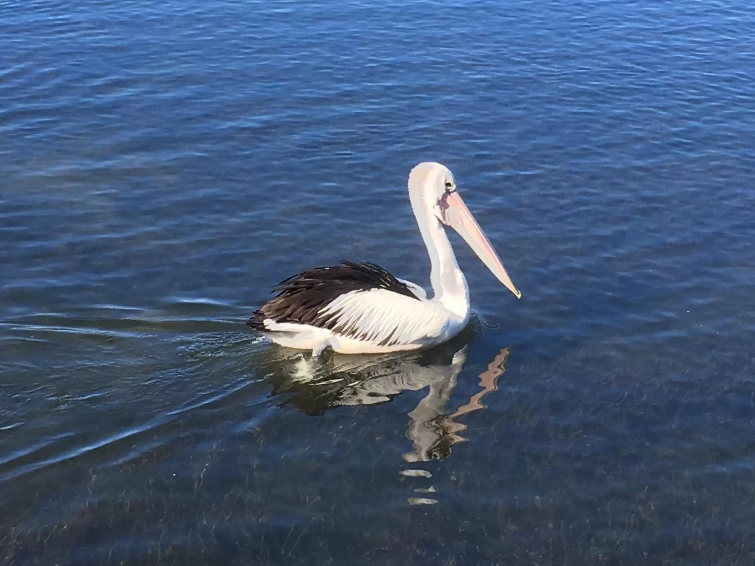 Natural landscape, Other Animals in Riverside Rest Nambucca Heads