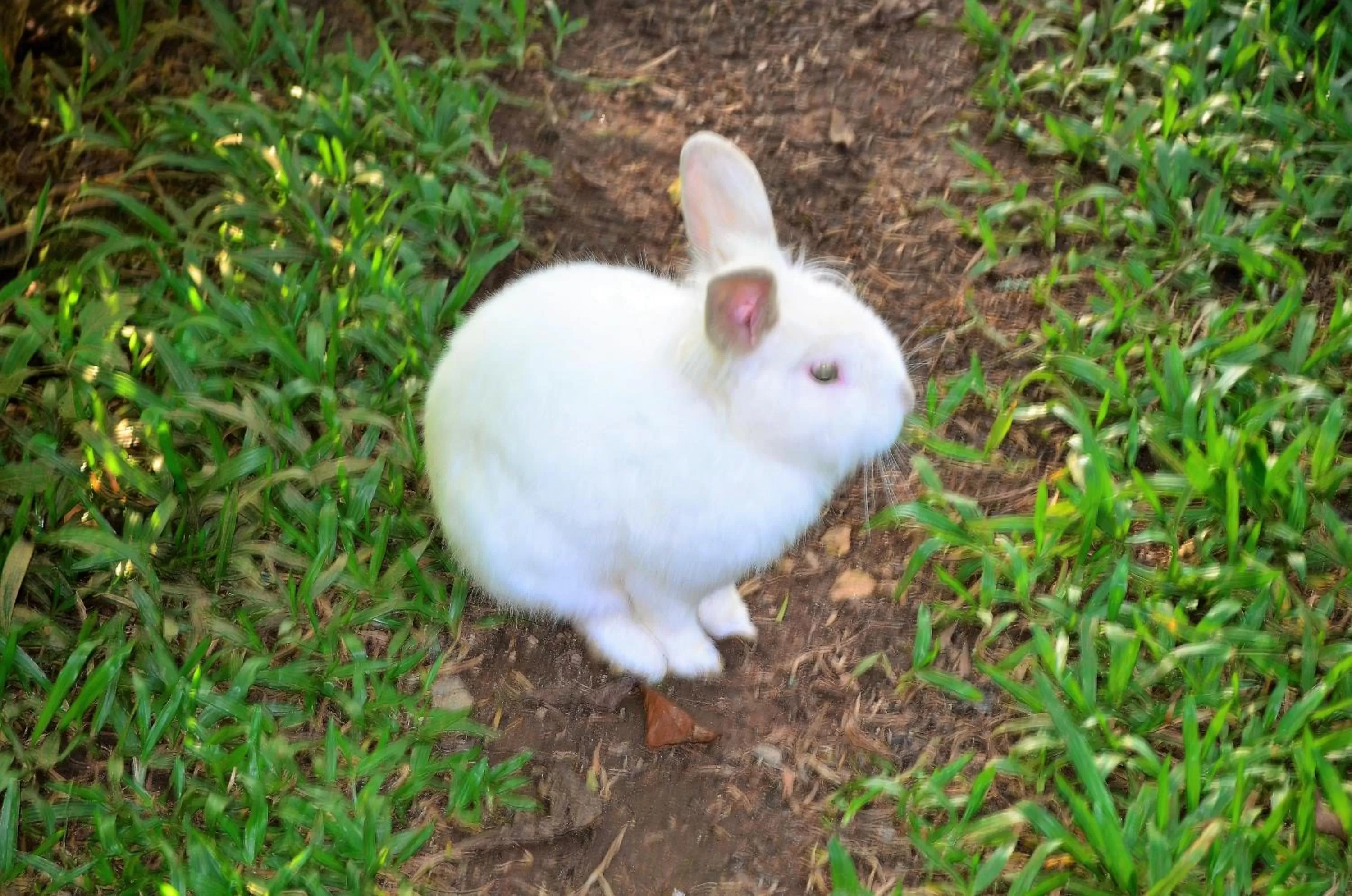 Pets in Pousada Toca Da Coruja