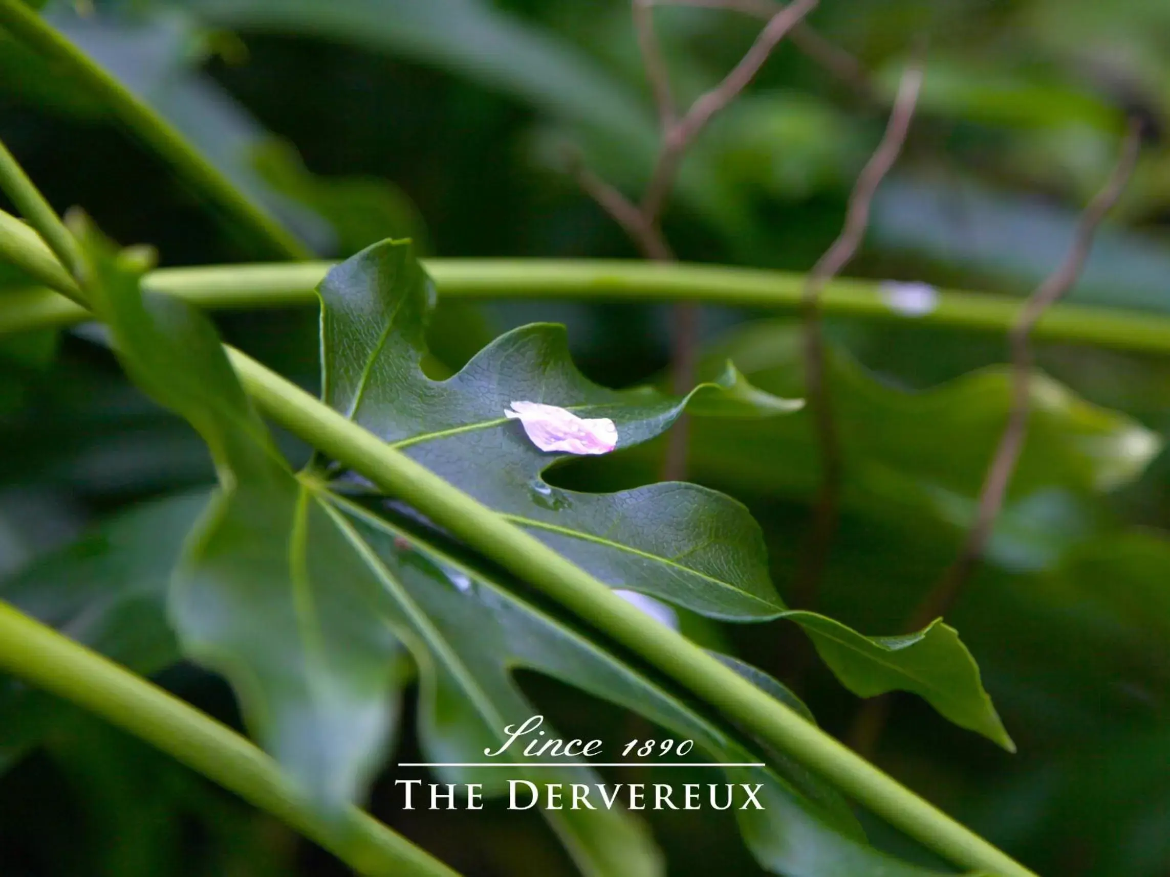 Garden, Other Animals in The Devereux Boutique Hotel