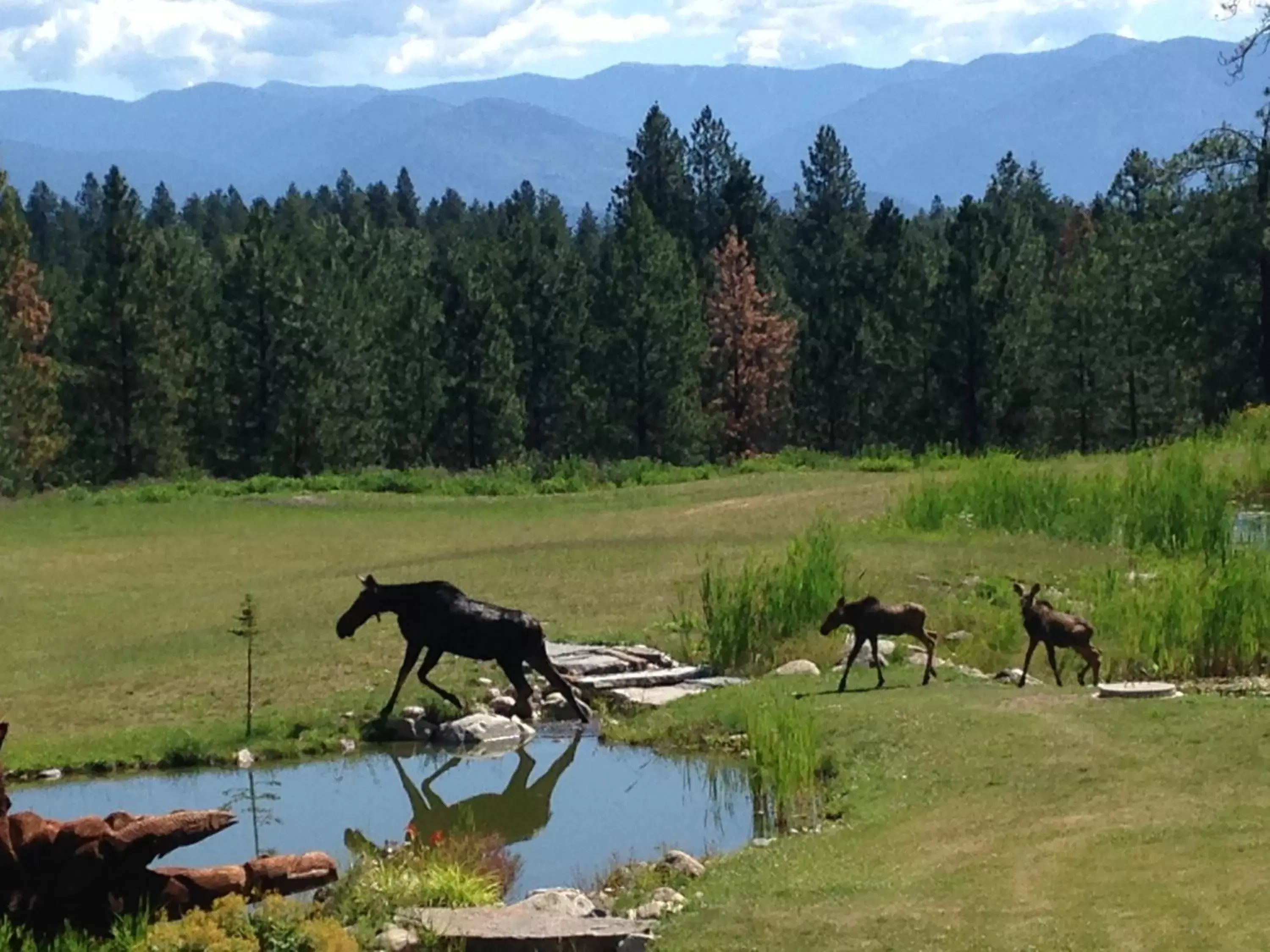 Other Animals in Talus Rock Retreat