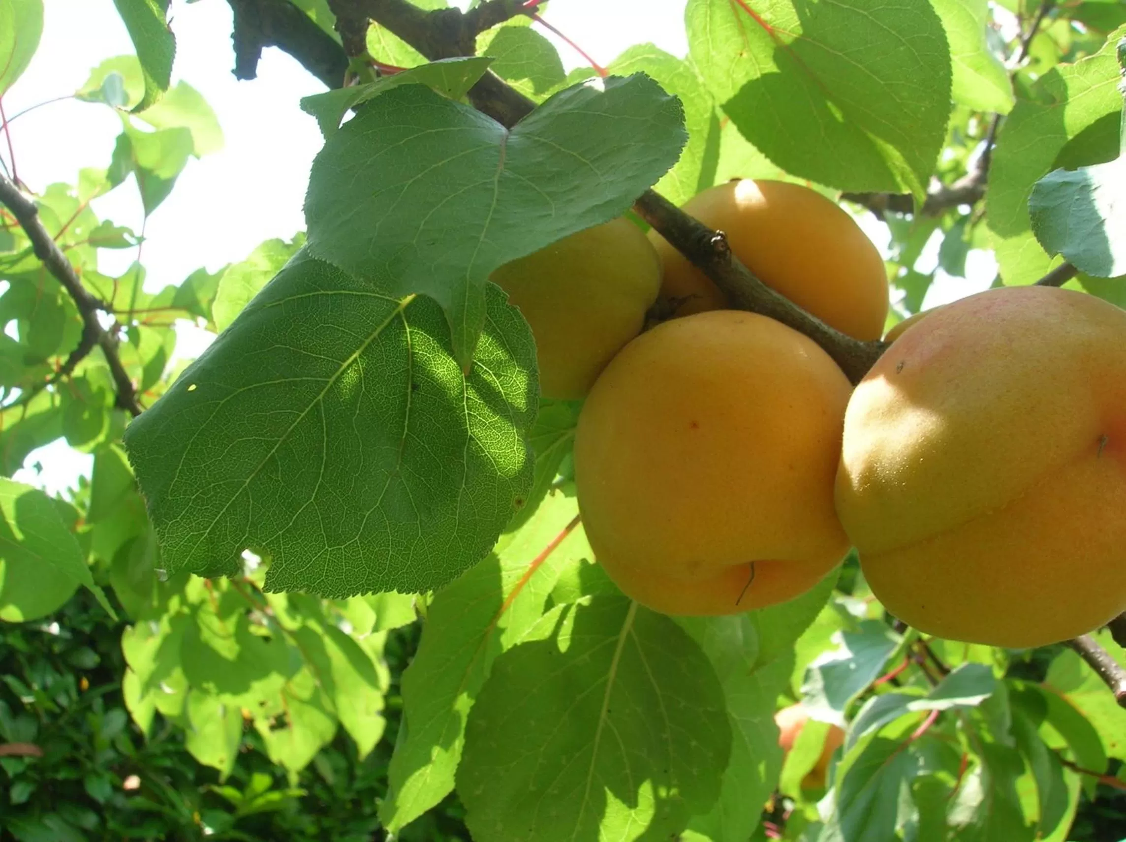 Garden, Food in B&B Anna