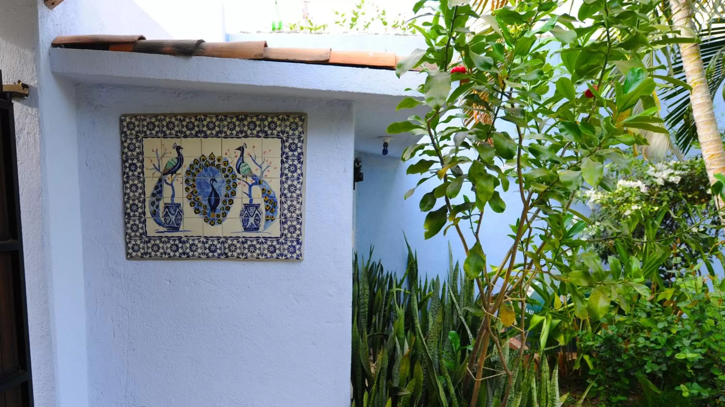 Garden in Hotel Casamar Suites