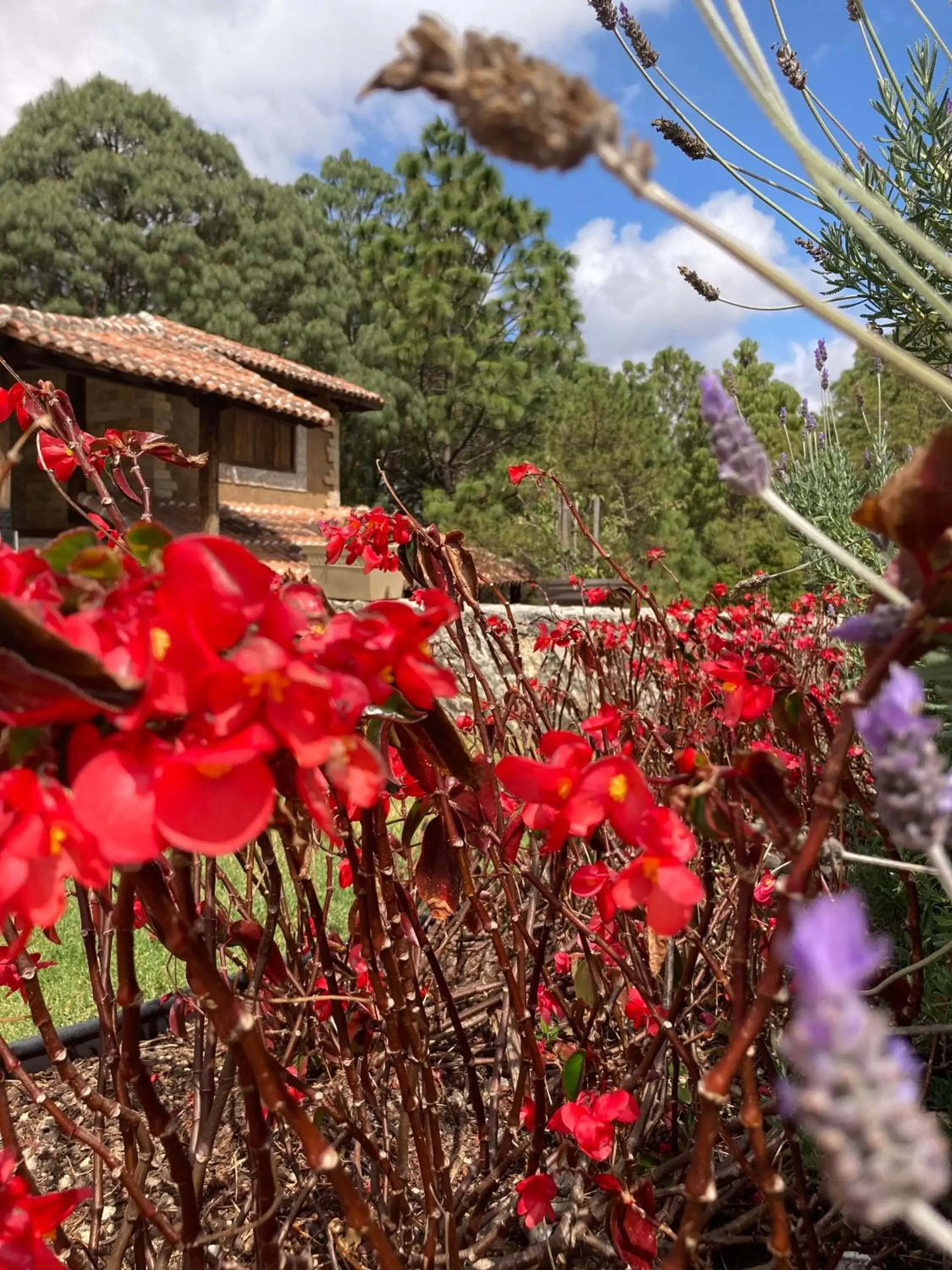 Garden in Hotel Rocaval San Cristóbal de las Casas