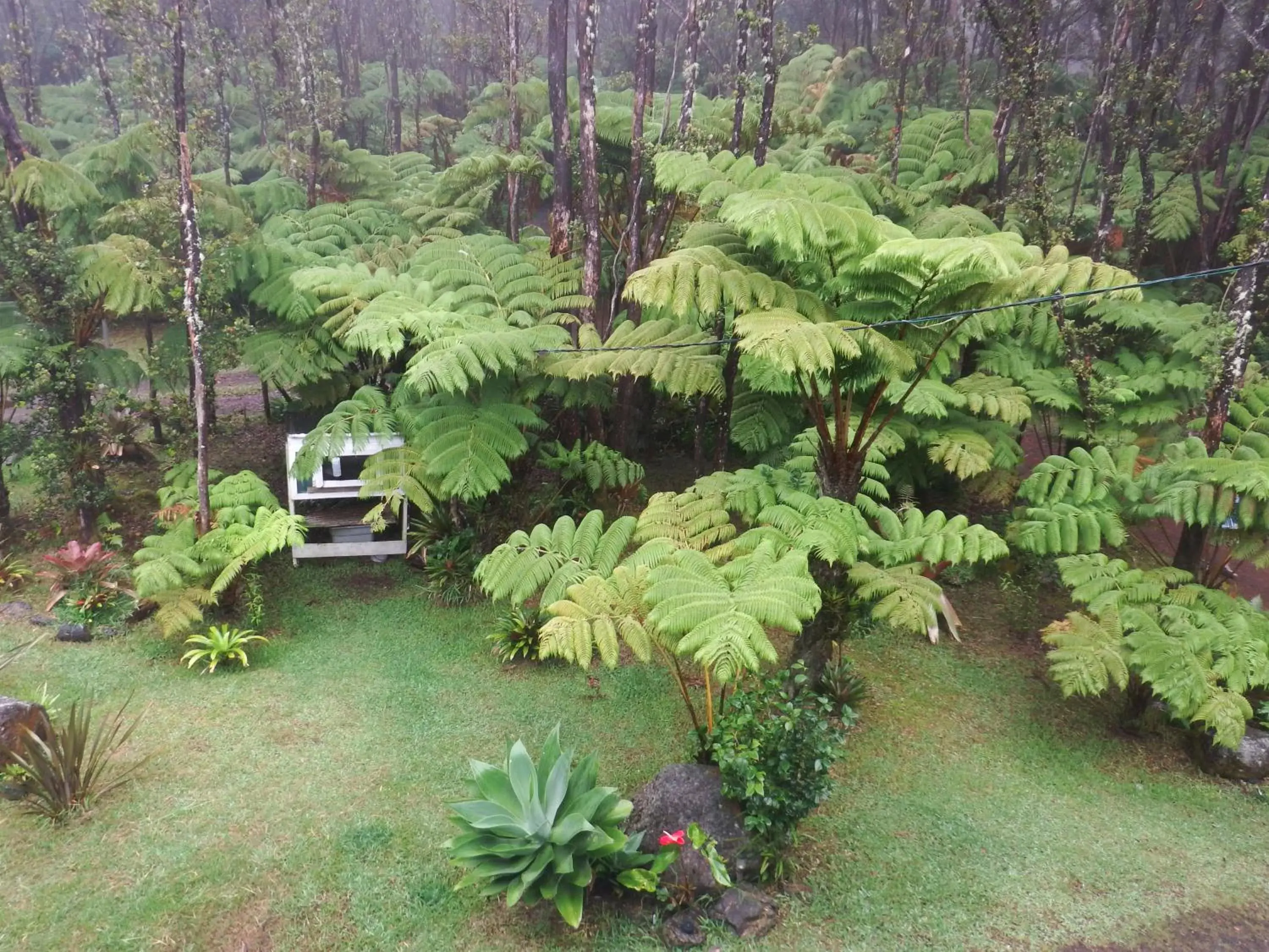 Day, Garden in Aloha Crater Lodge