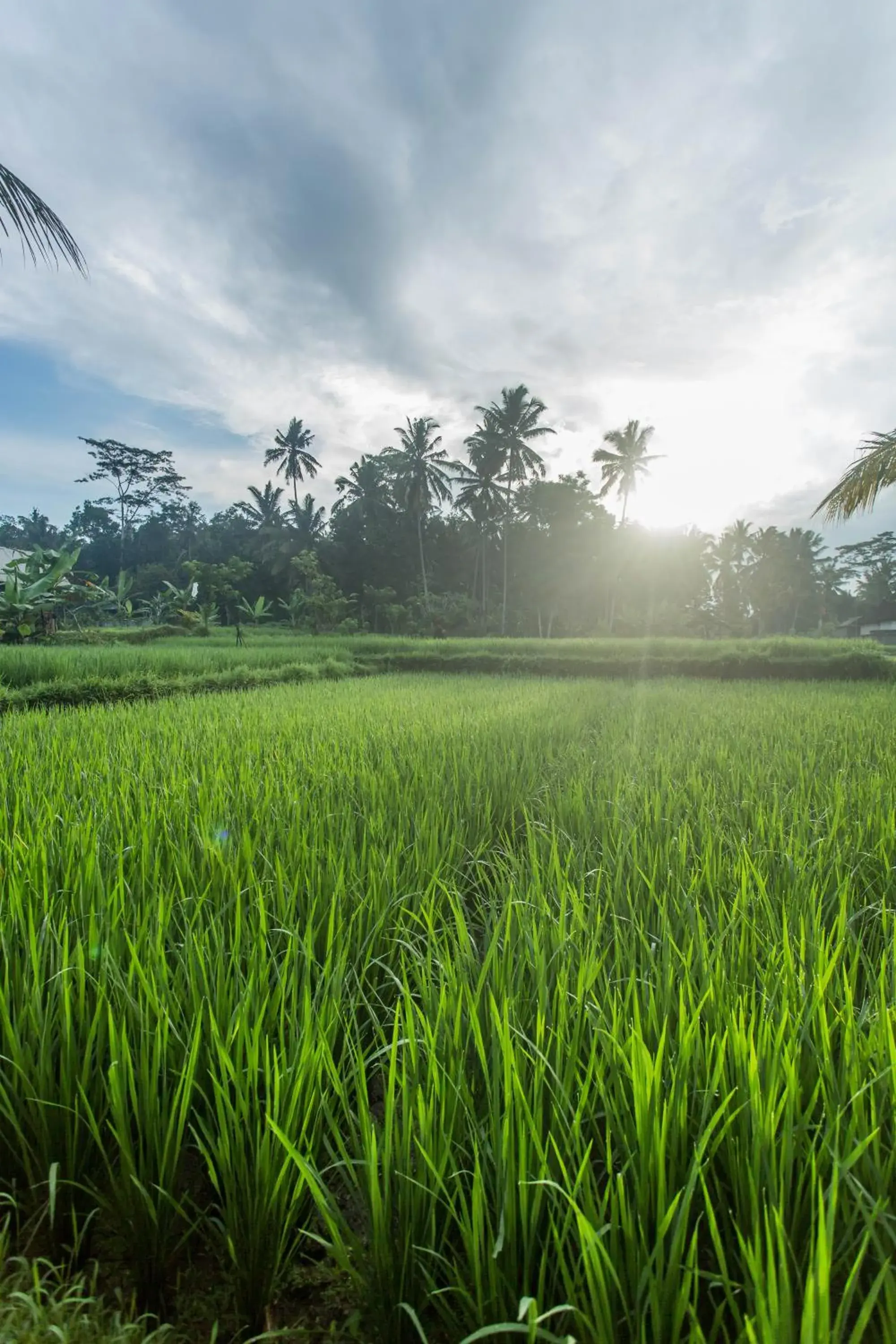 Property building, Natural Landscape in Ubud Luwih Nature Retreat