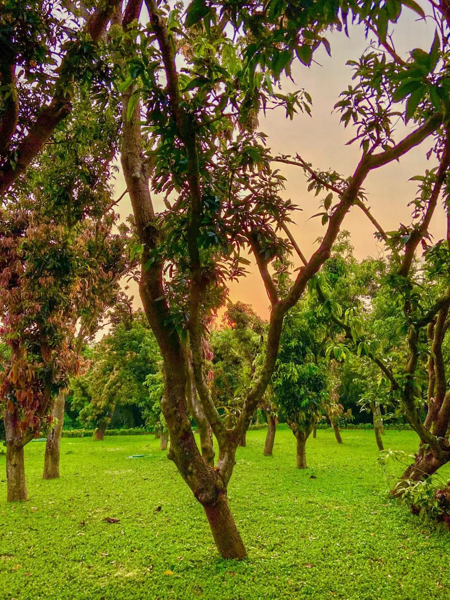 Natural landscape, Garden in Trident Bhubaneswar