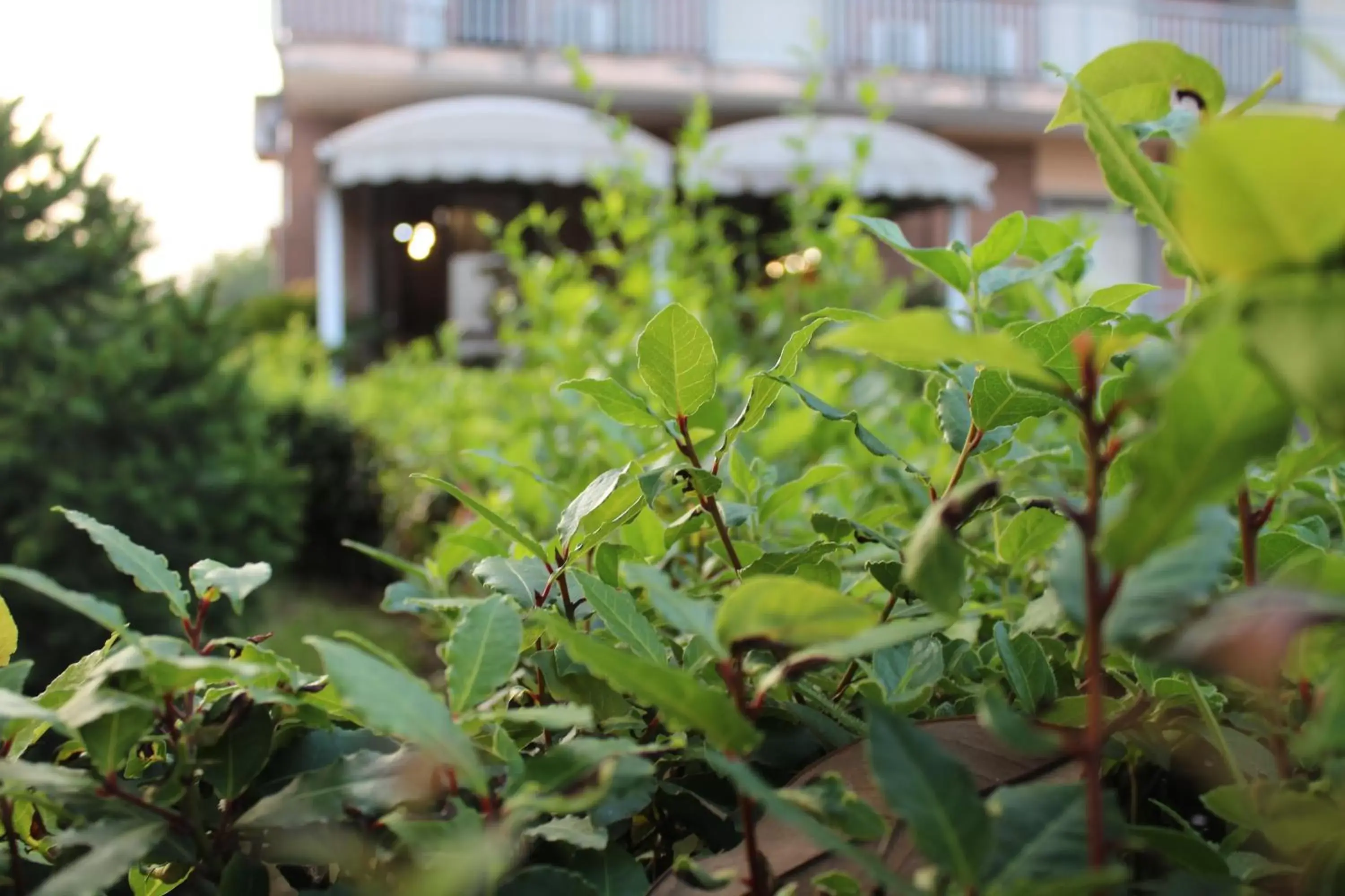 Facade/entrance, Garden in Hotel Diana