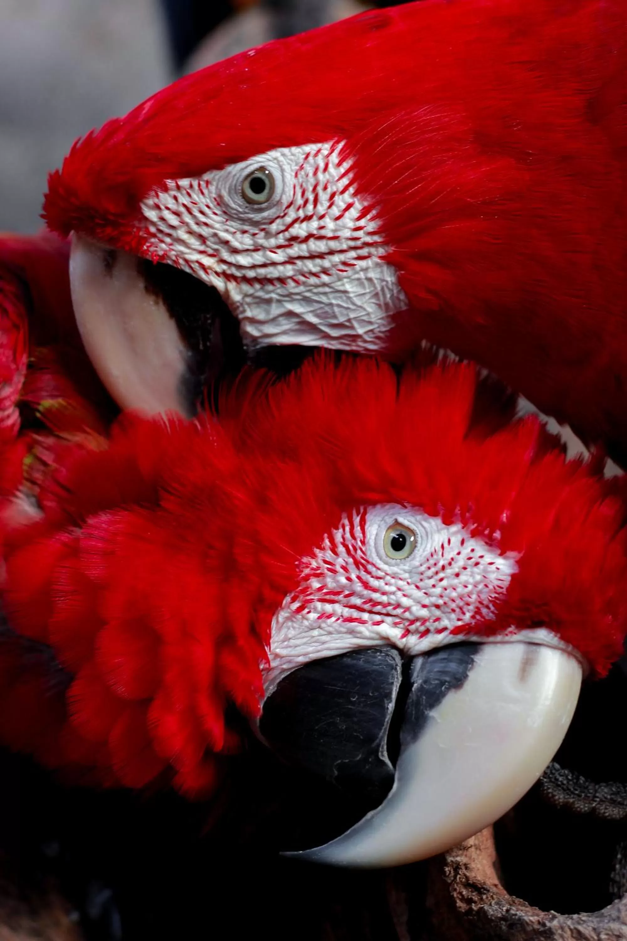 Animals in Pousada Sol e Mar